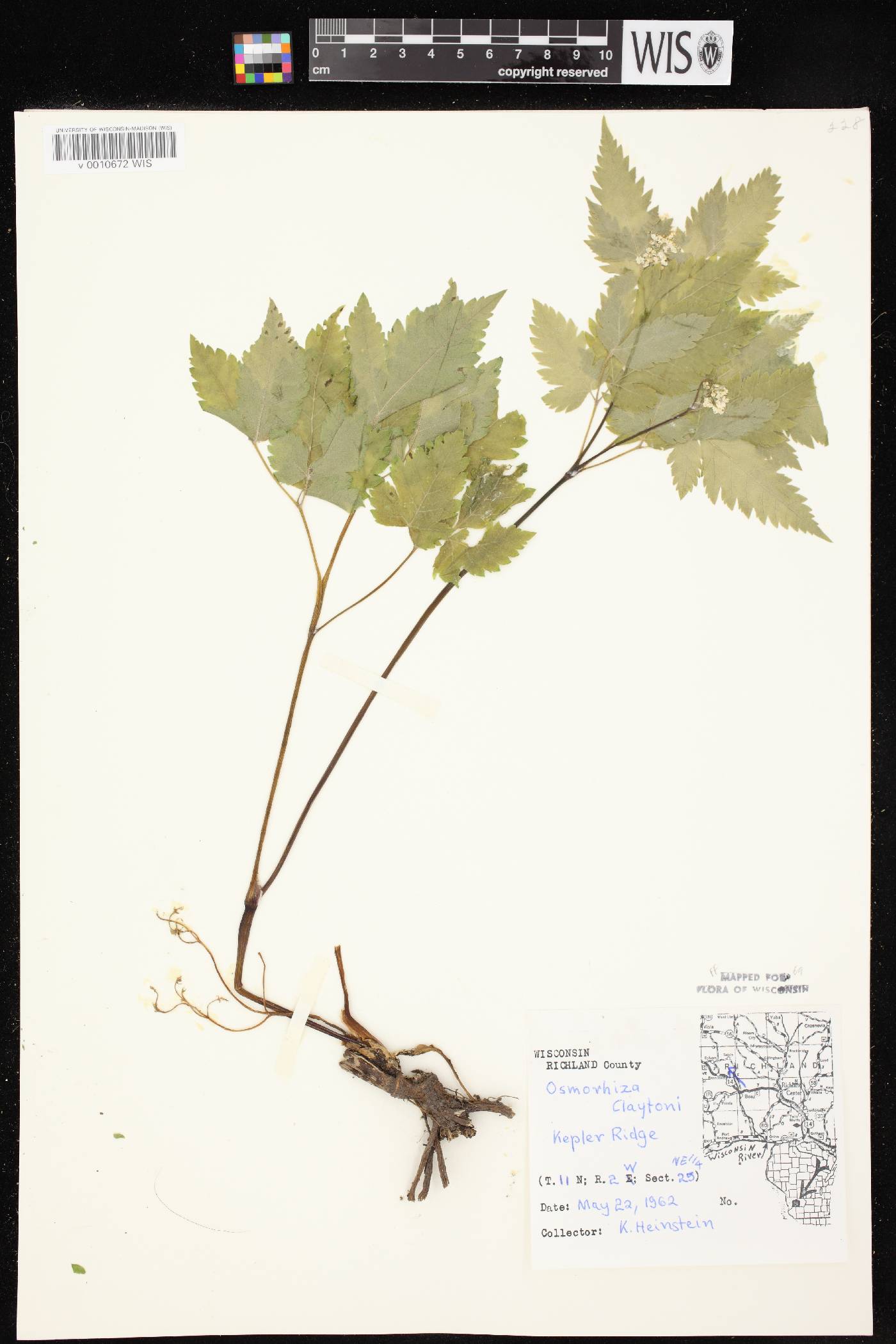 Osmorhiza claytonii image