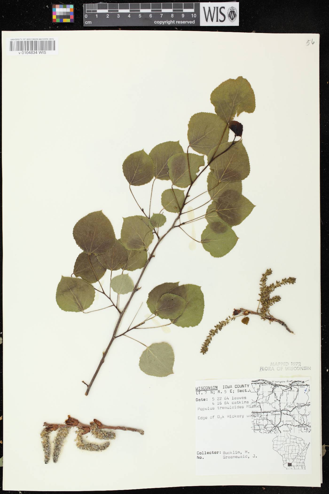 Populus tremuloides image