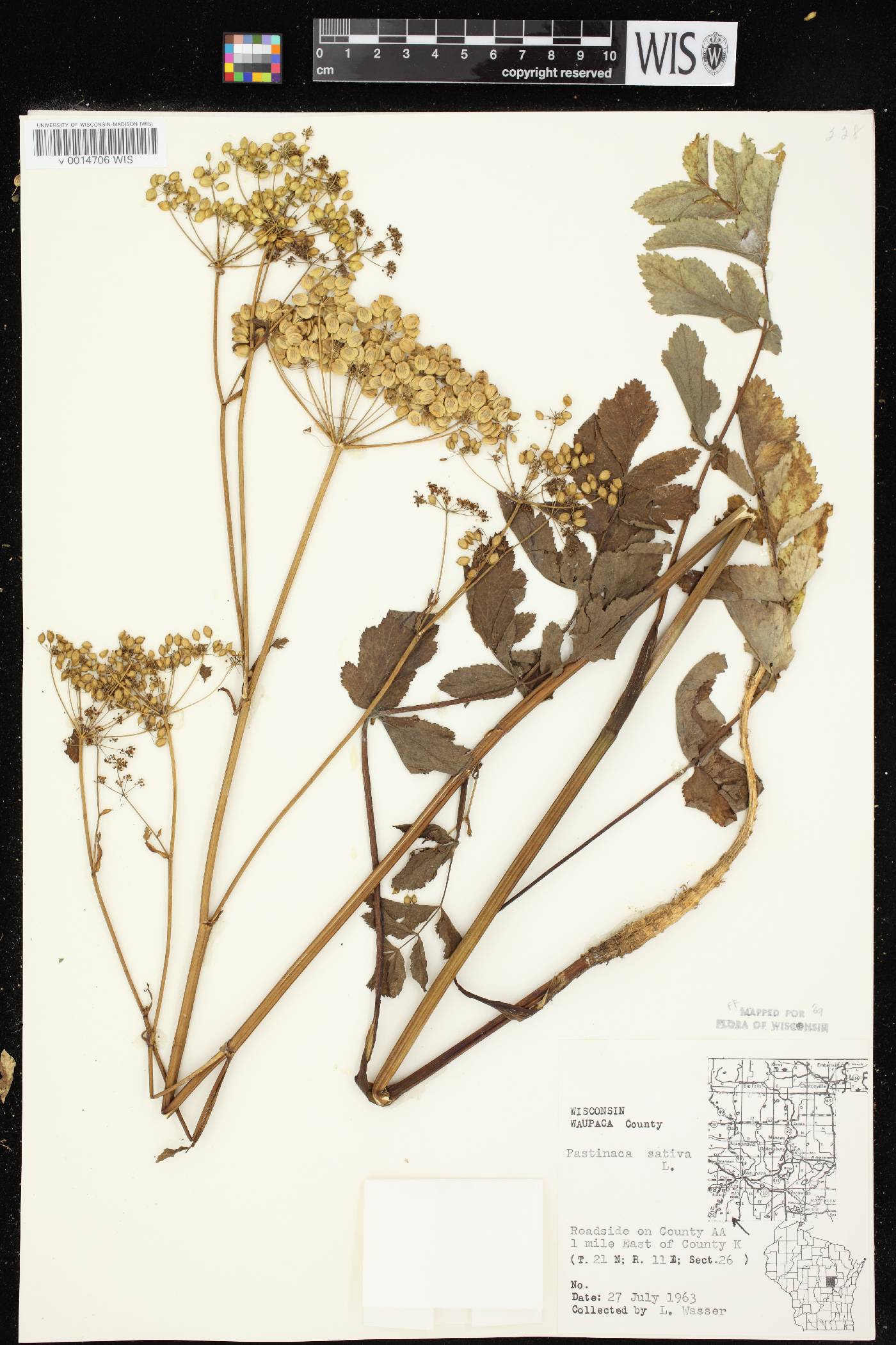 Pastinaca sativa image