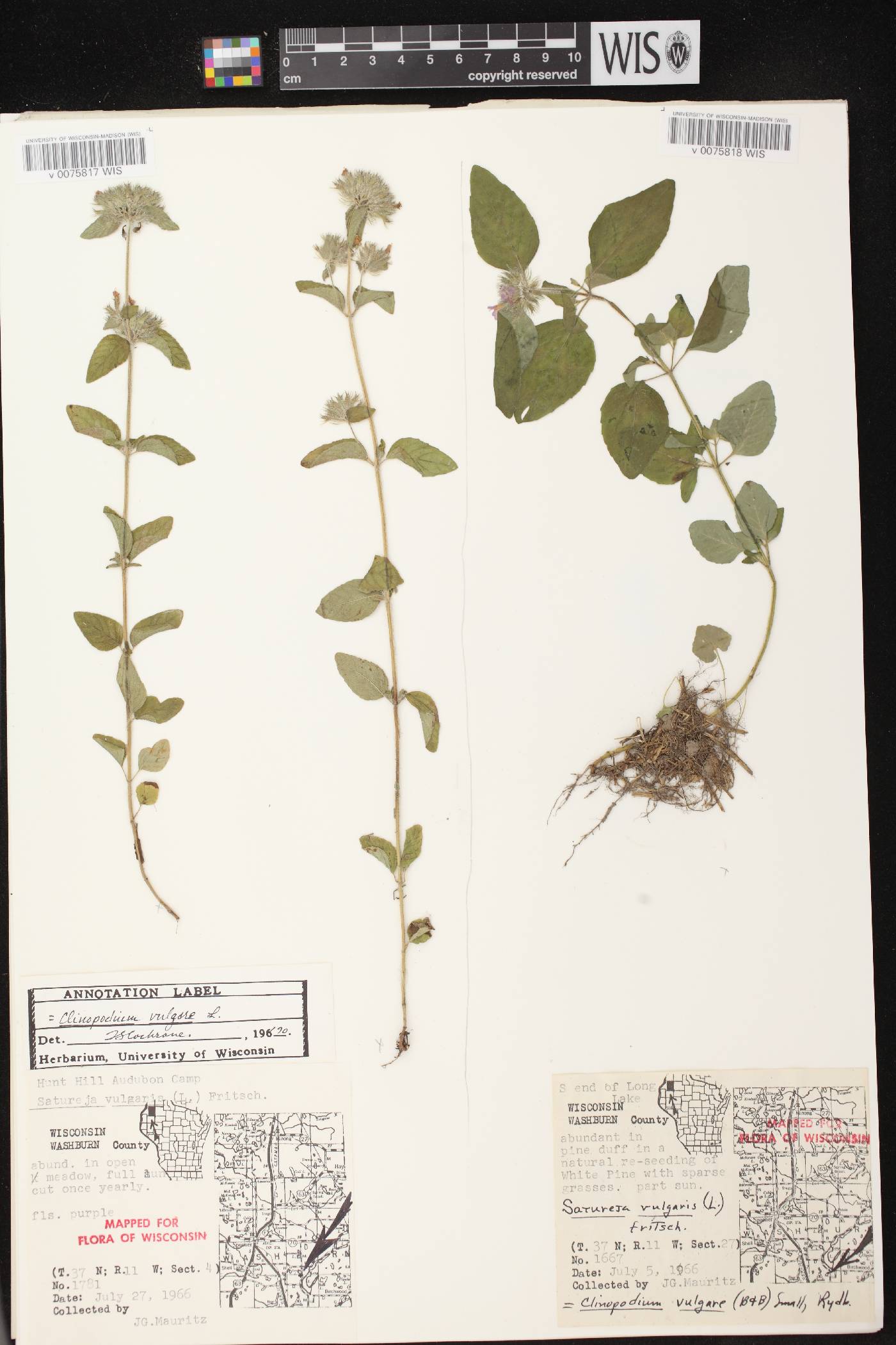 Clinopodium vulgare image