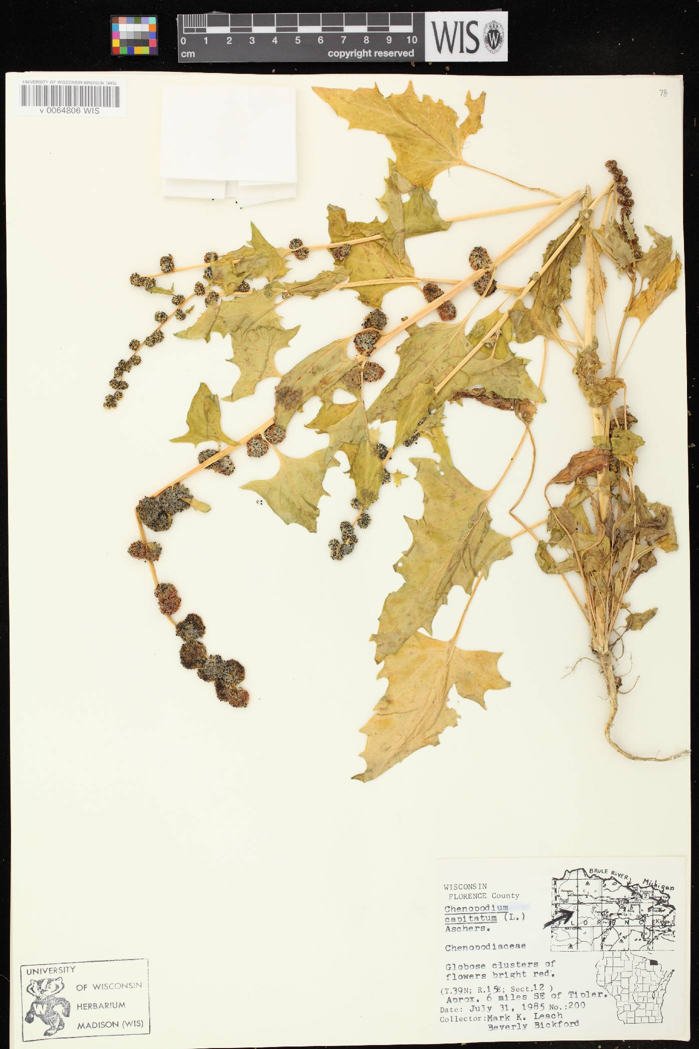 Chenopodium capitatum image