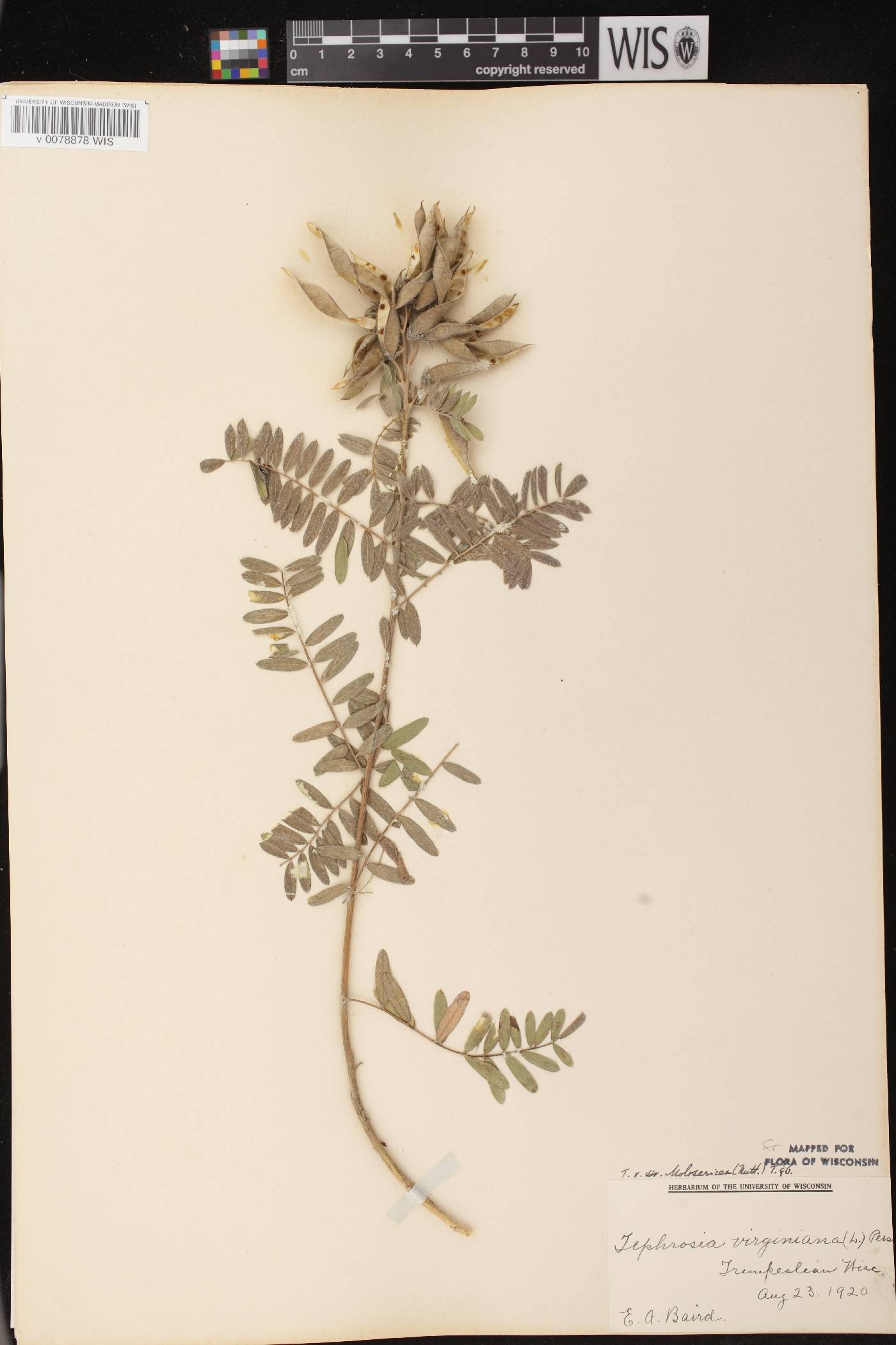 Tephrosia virginiana image