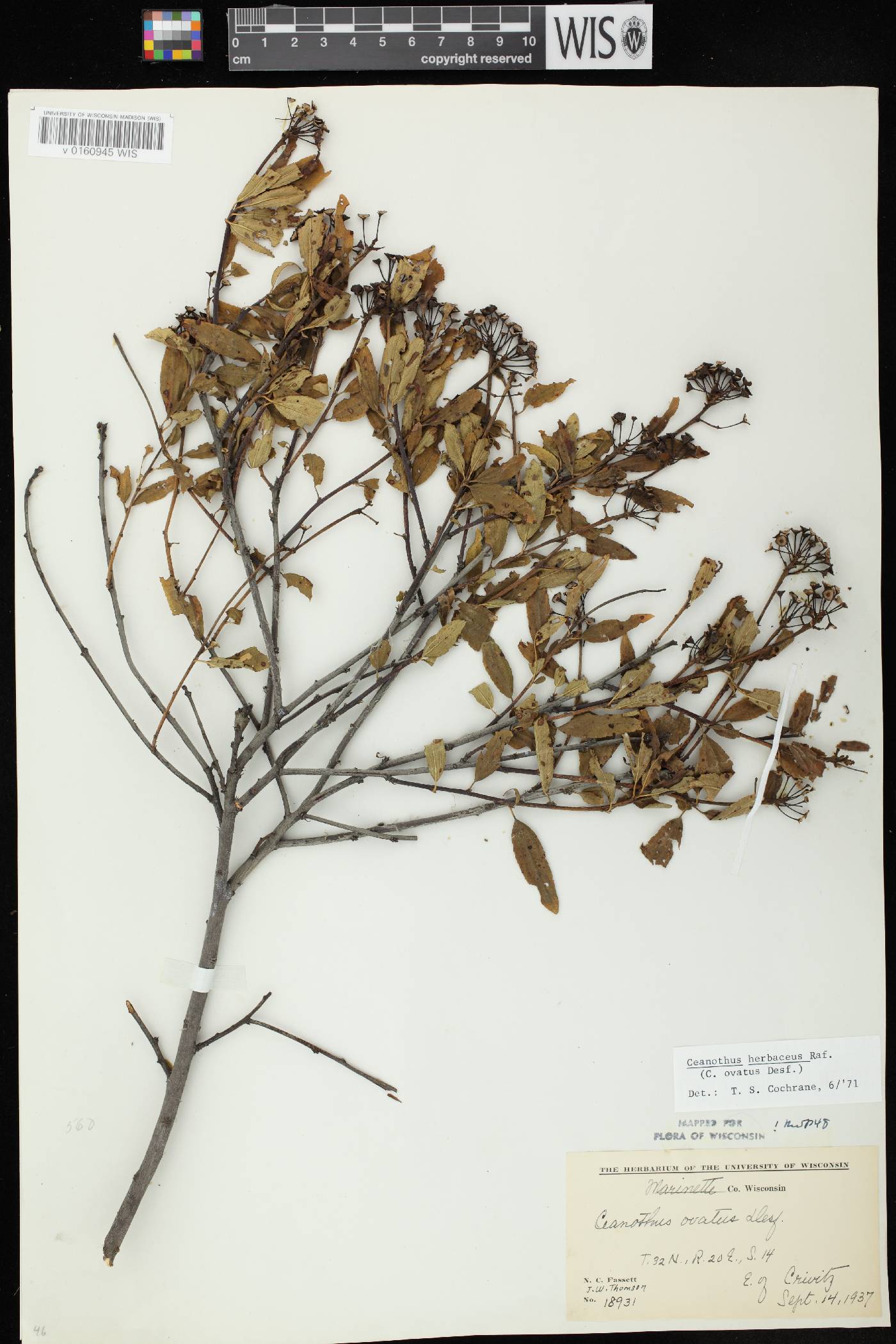 Ceanothus herbaceus image