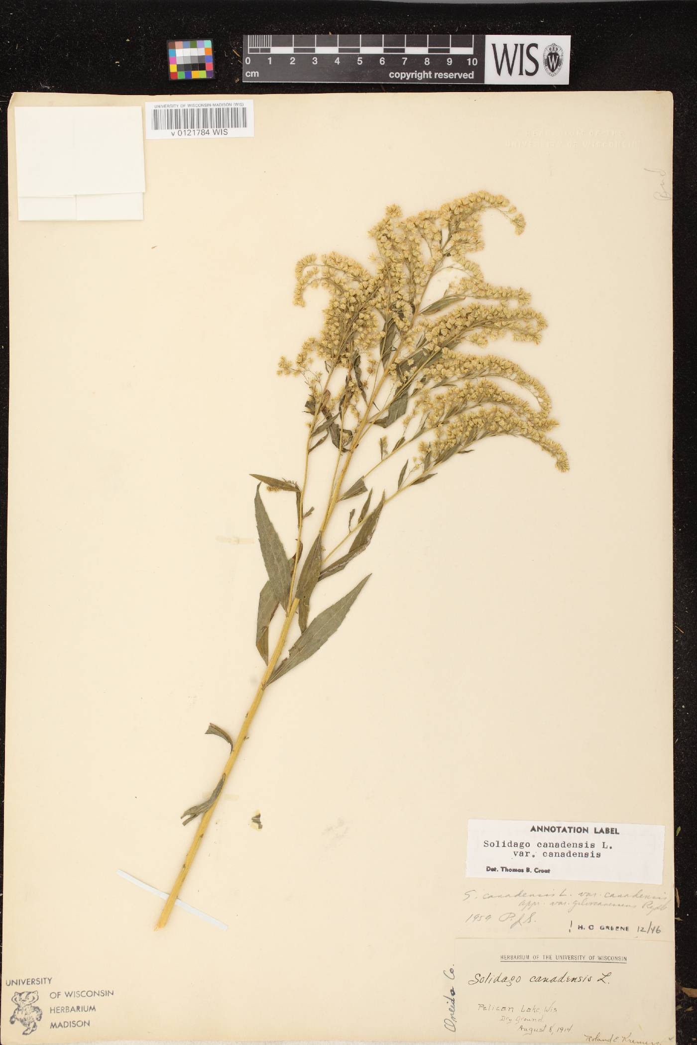 Solidago canadensis var. canadensis image