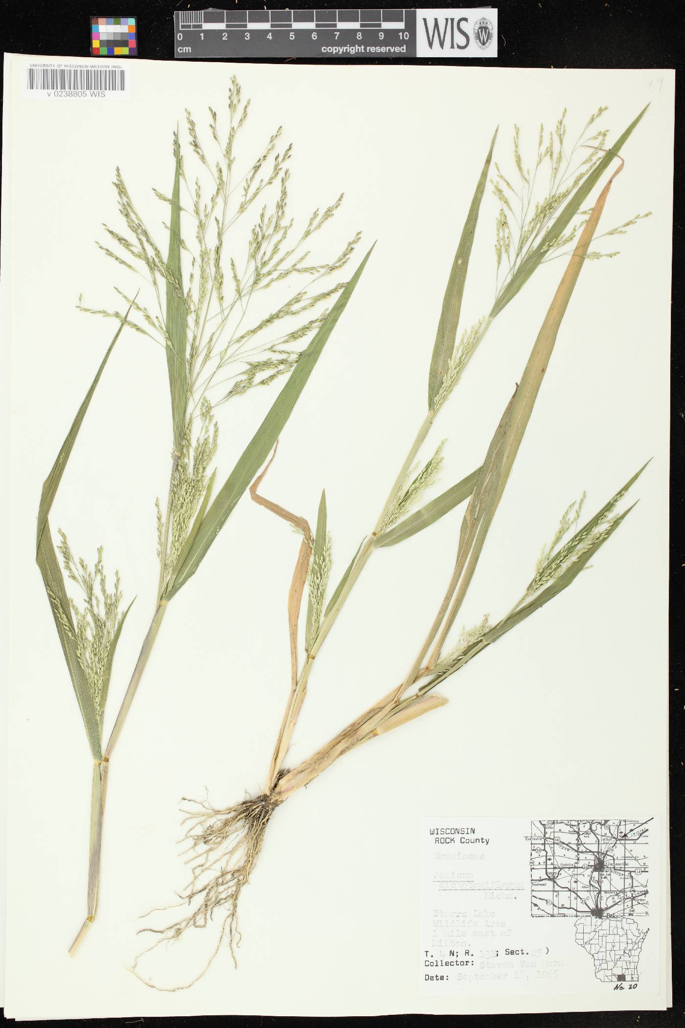 Panicum dichotomiflorum subsp. dichotomiflorum image