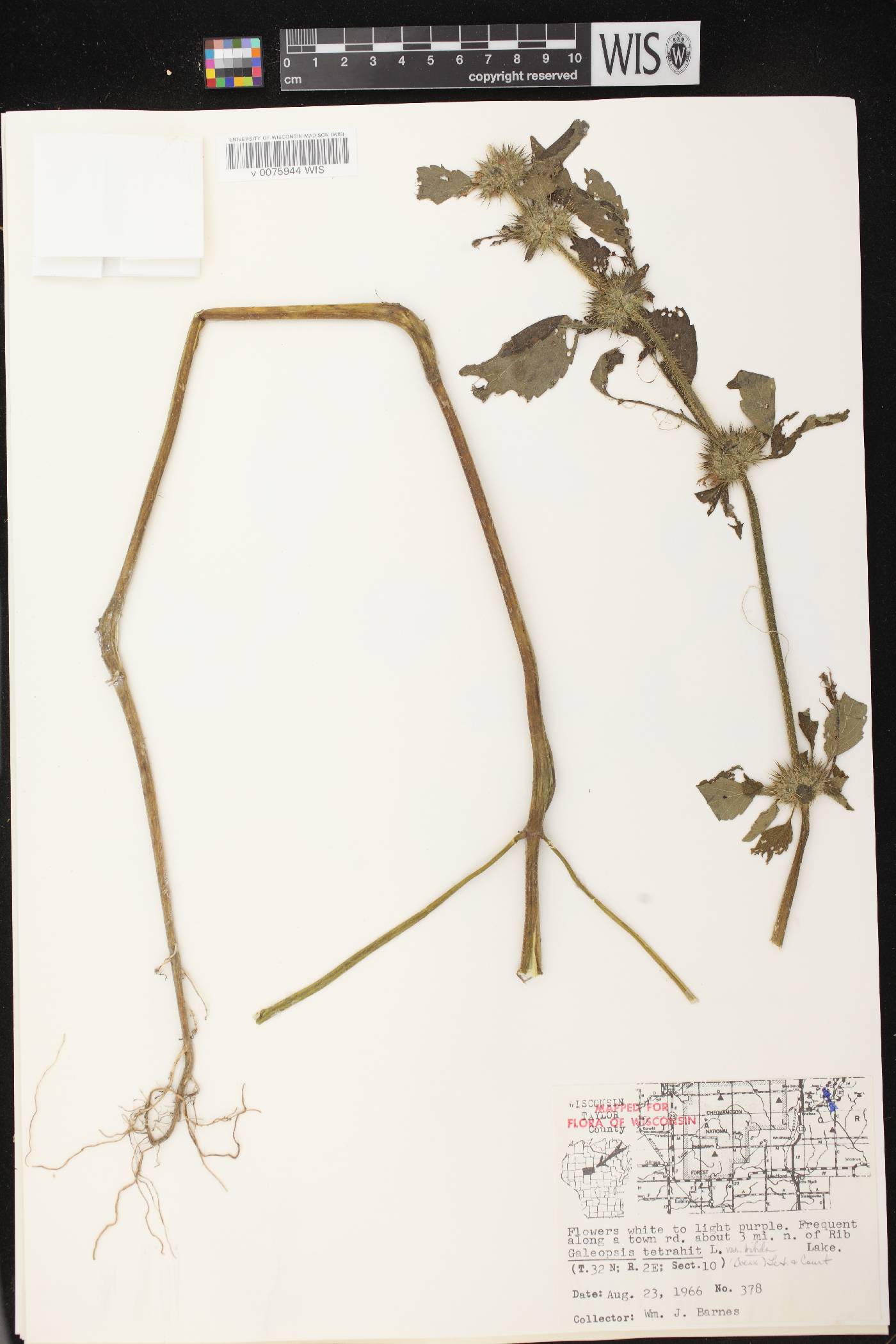 Galeopsis tetrahit image