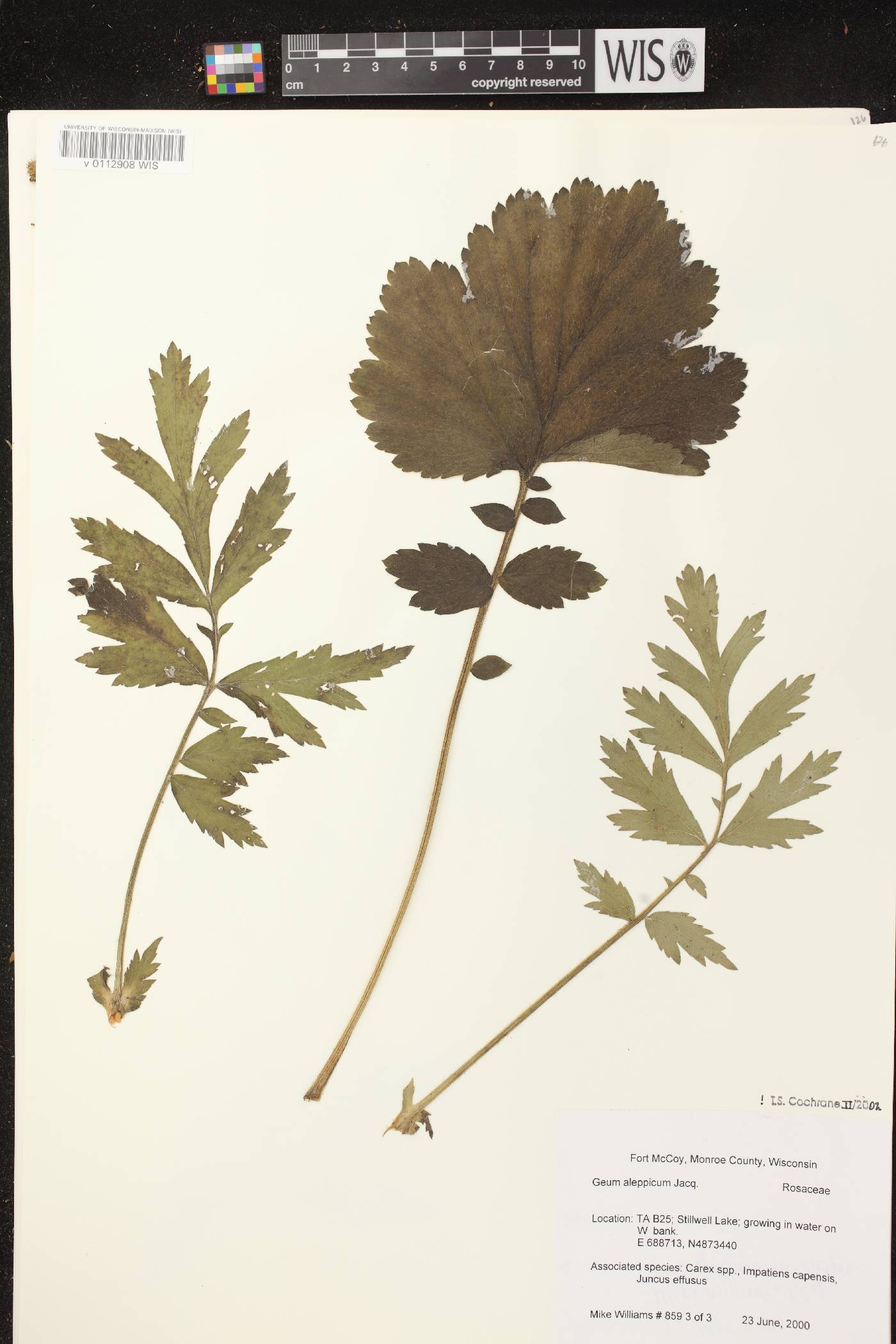Geum aleppicum image