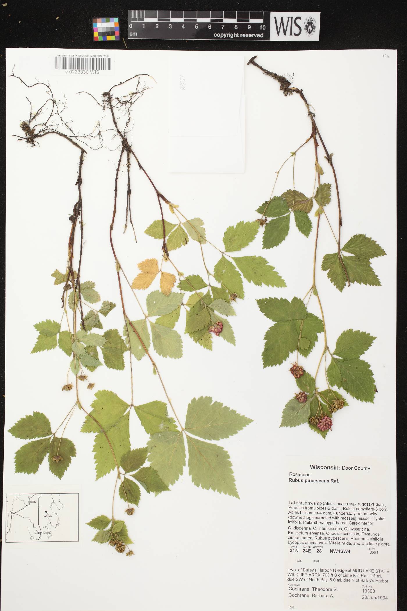 Rubus pubescens image