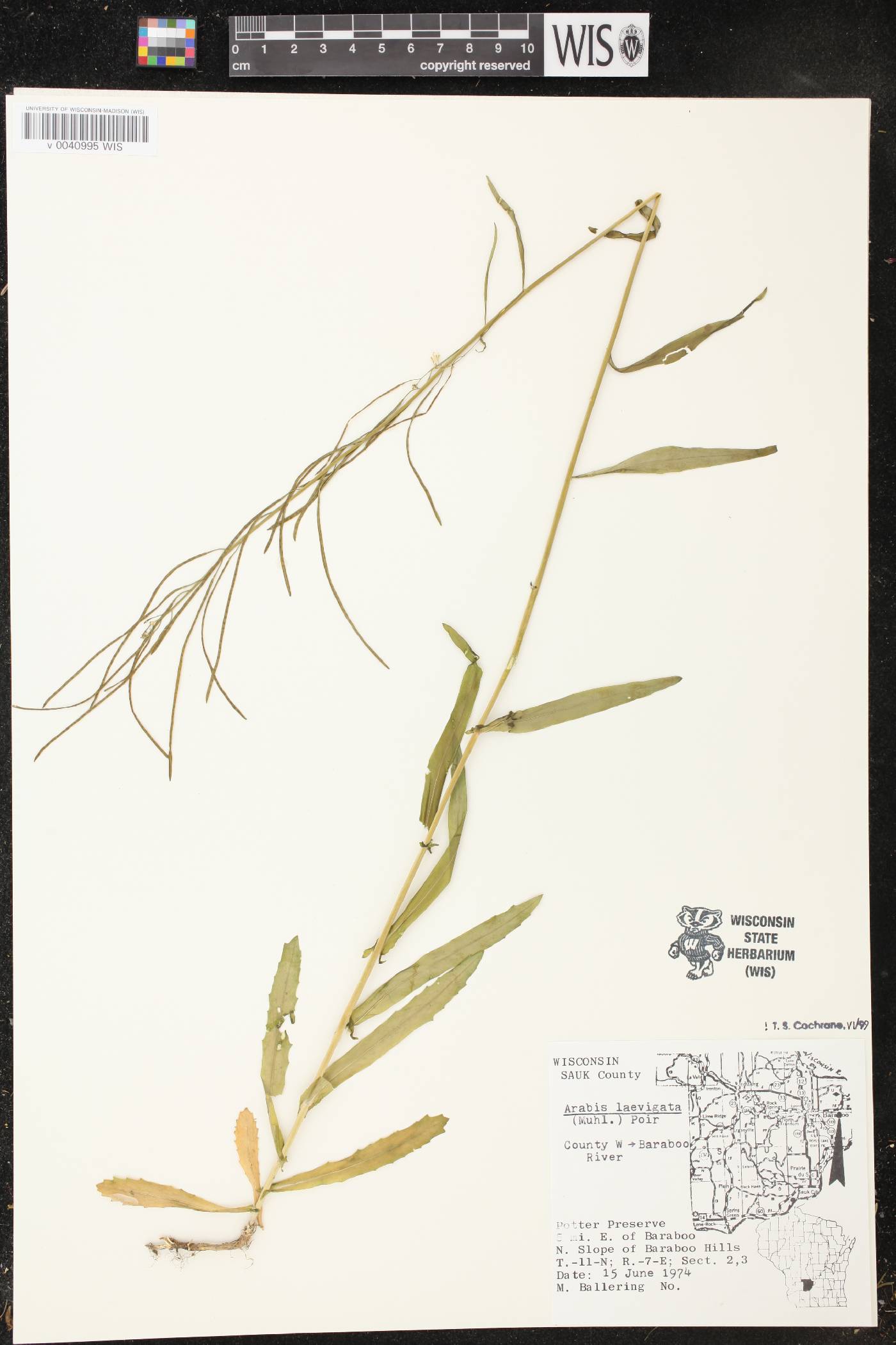 Boechera laevigata image