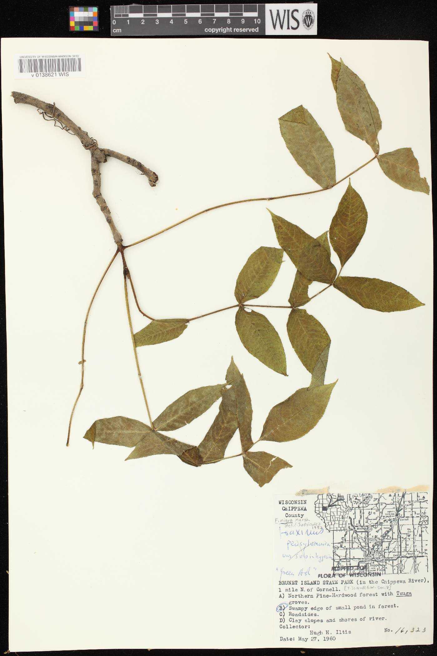 Fraxinus nigra image