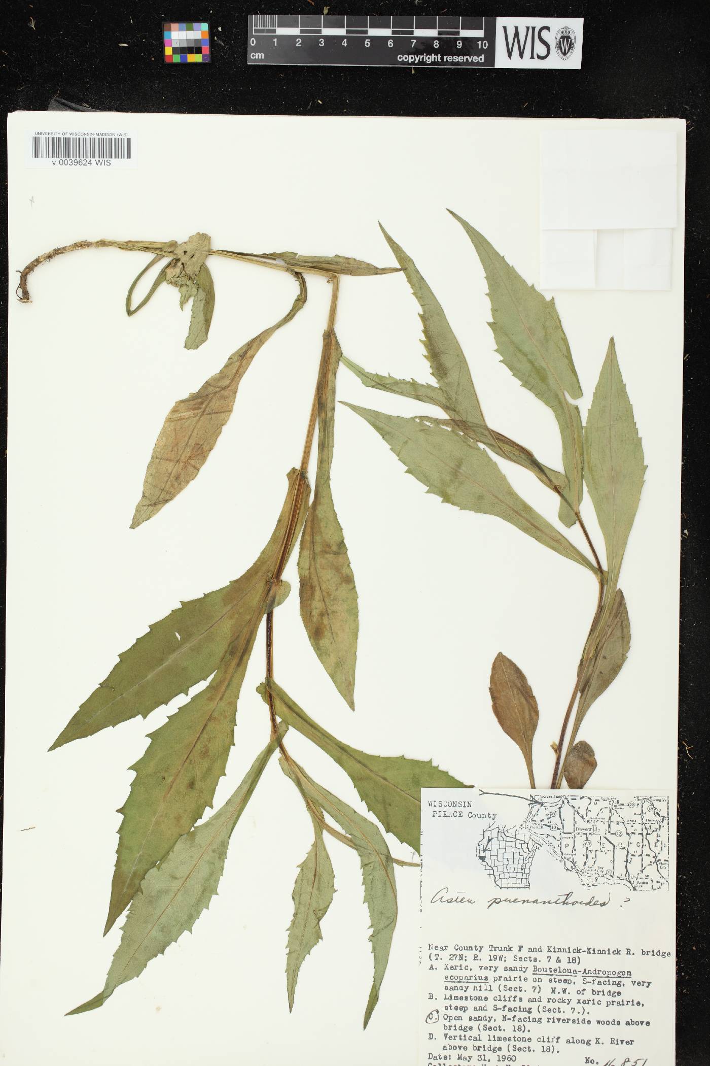 Symphyotrichum prenanthoides image