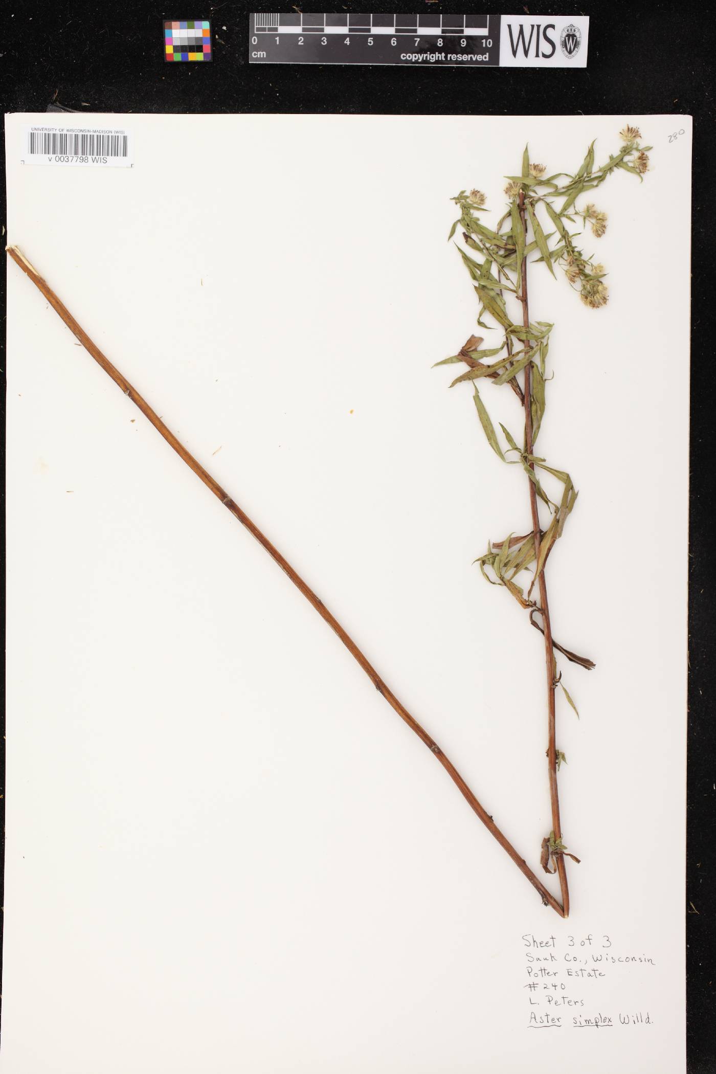 Symphyotrichum lanceolatum var. lanceolatum image