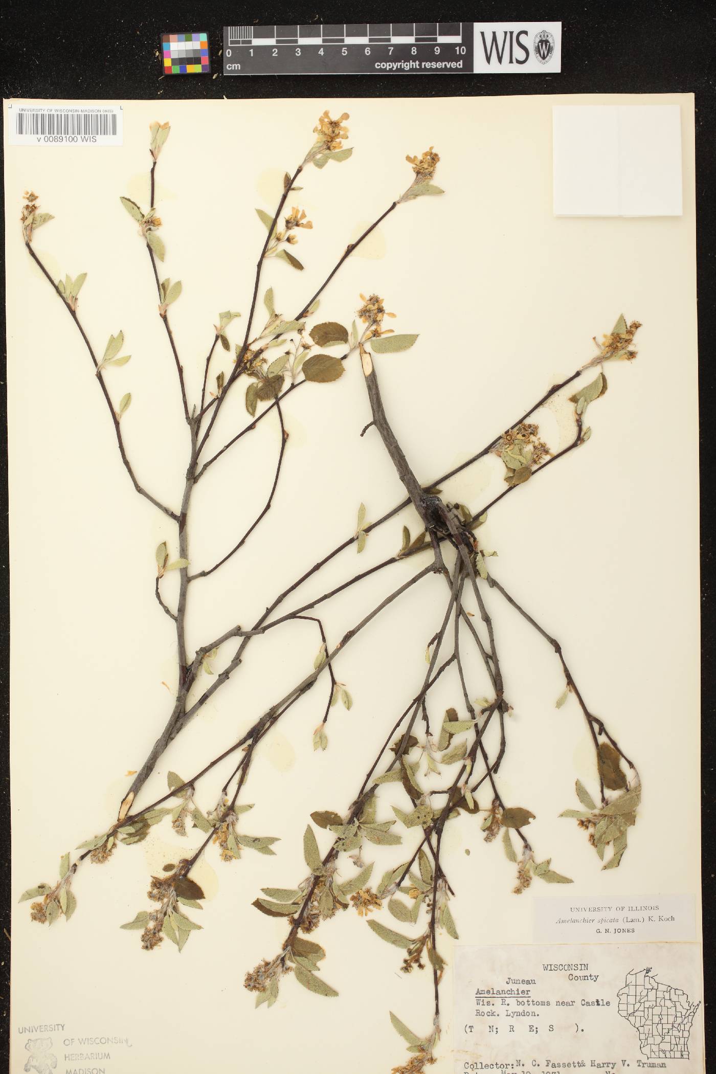 Amelanchier spicata image