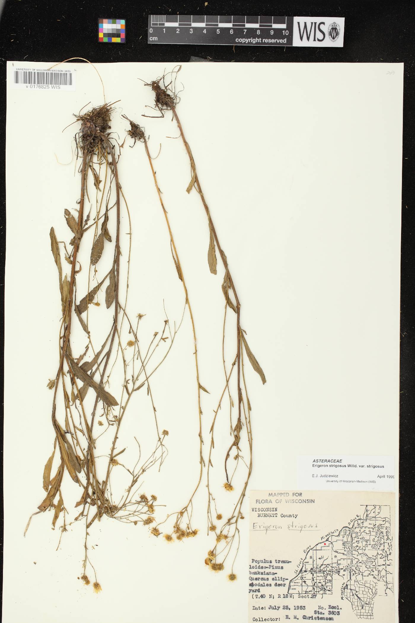 Erigeron strigosus var. strigosus image