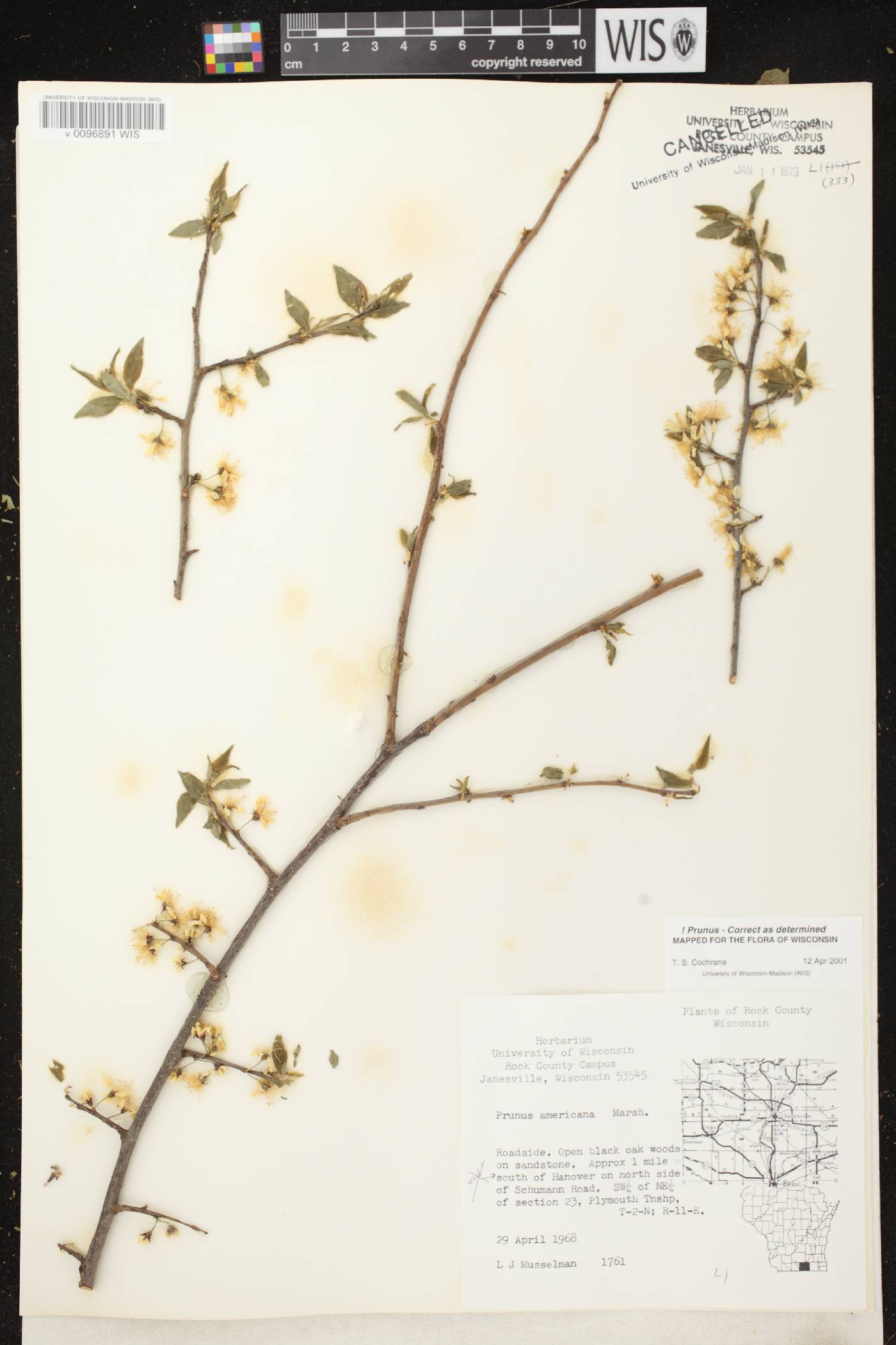 Prunus americana image
