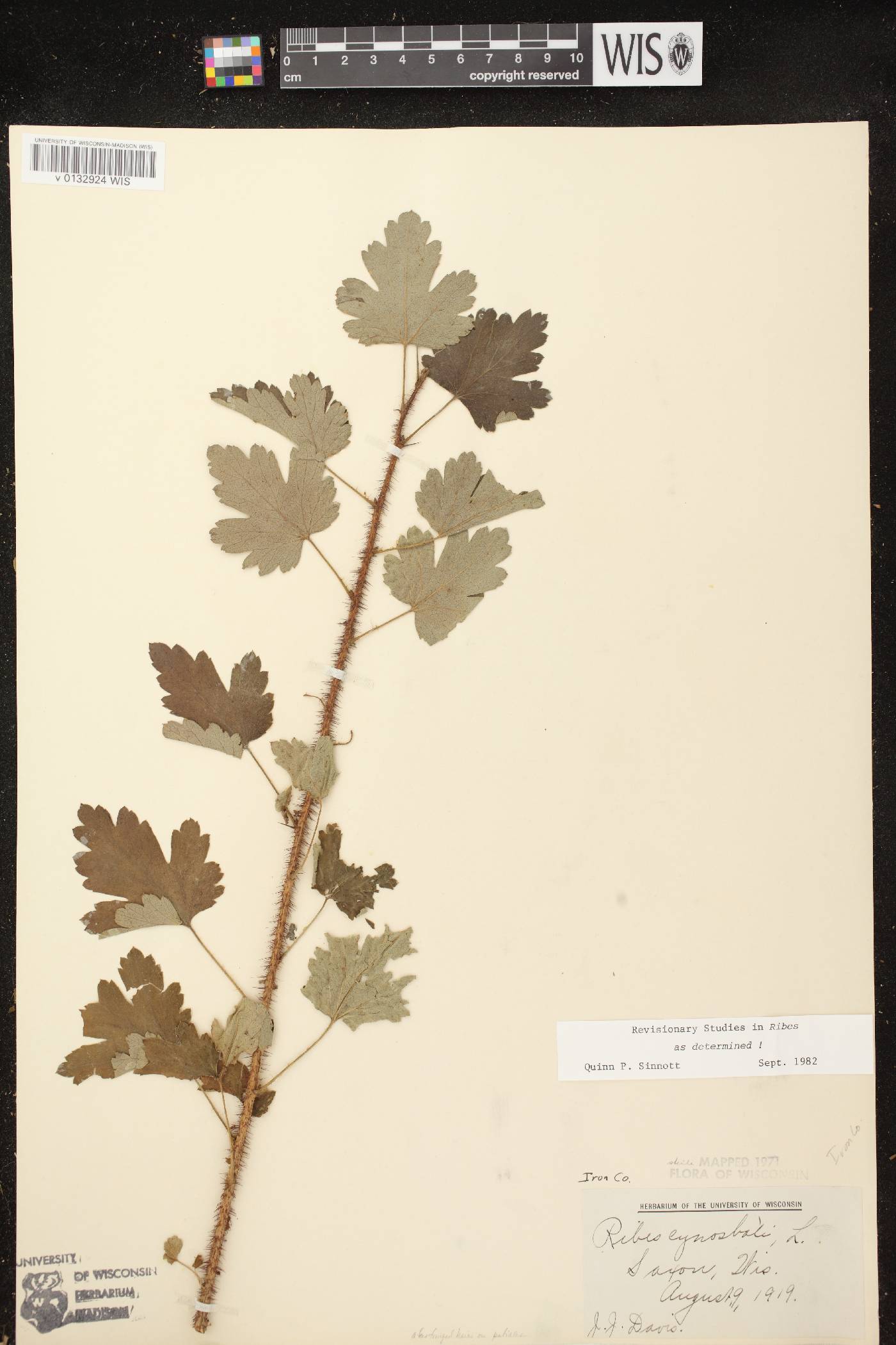 Ribes cynosbati image