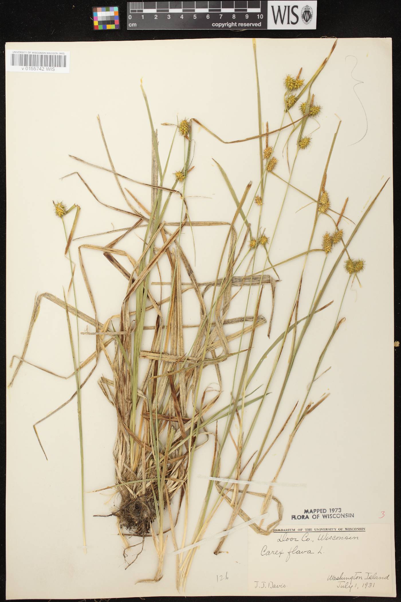 Carex flava image