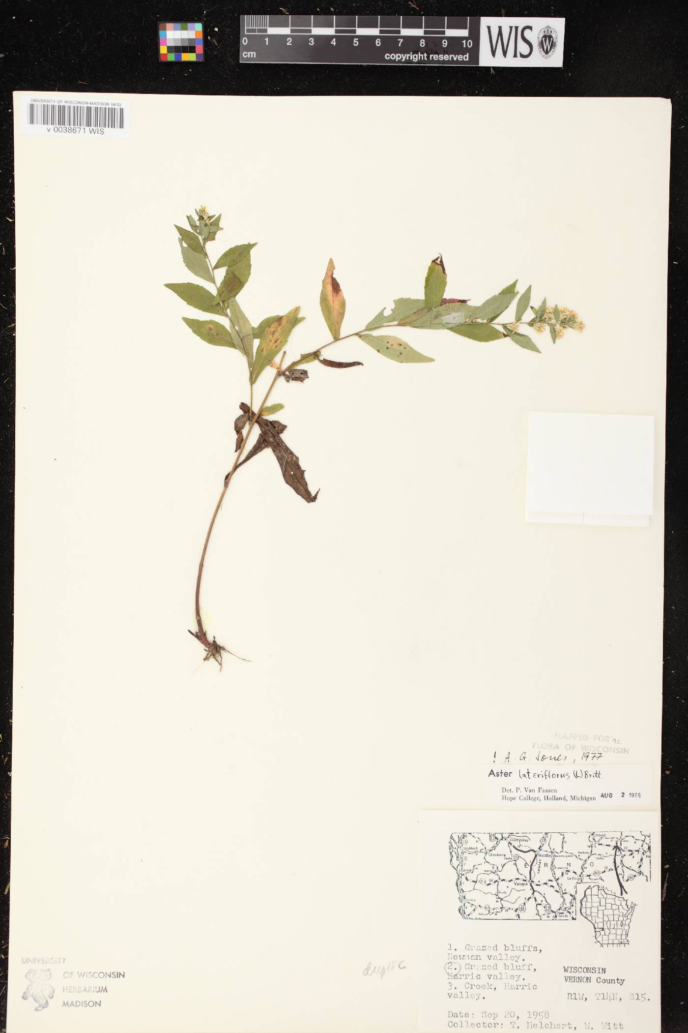 Symphyotrichum lateriflorum image