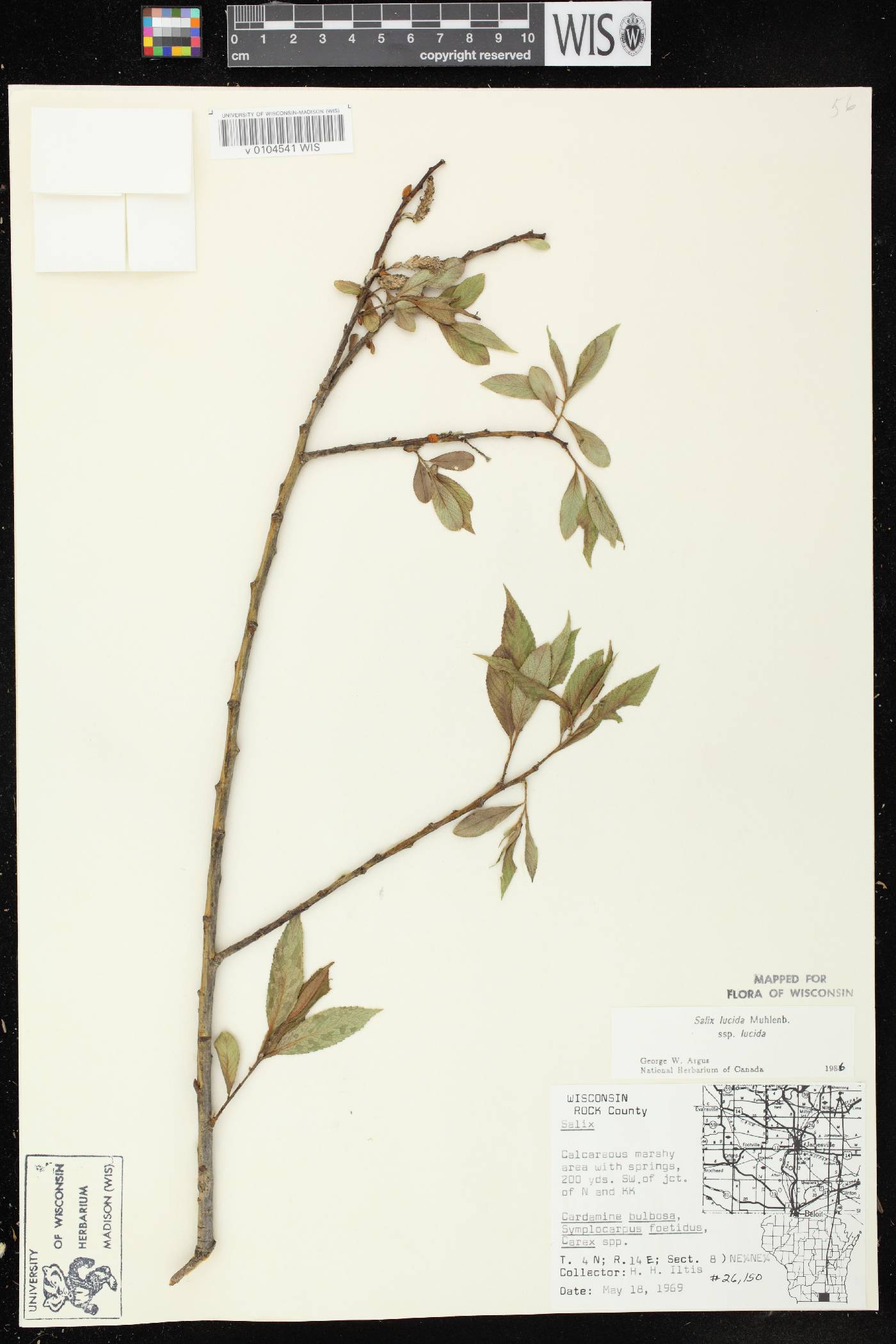 Salix lucida image
