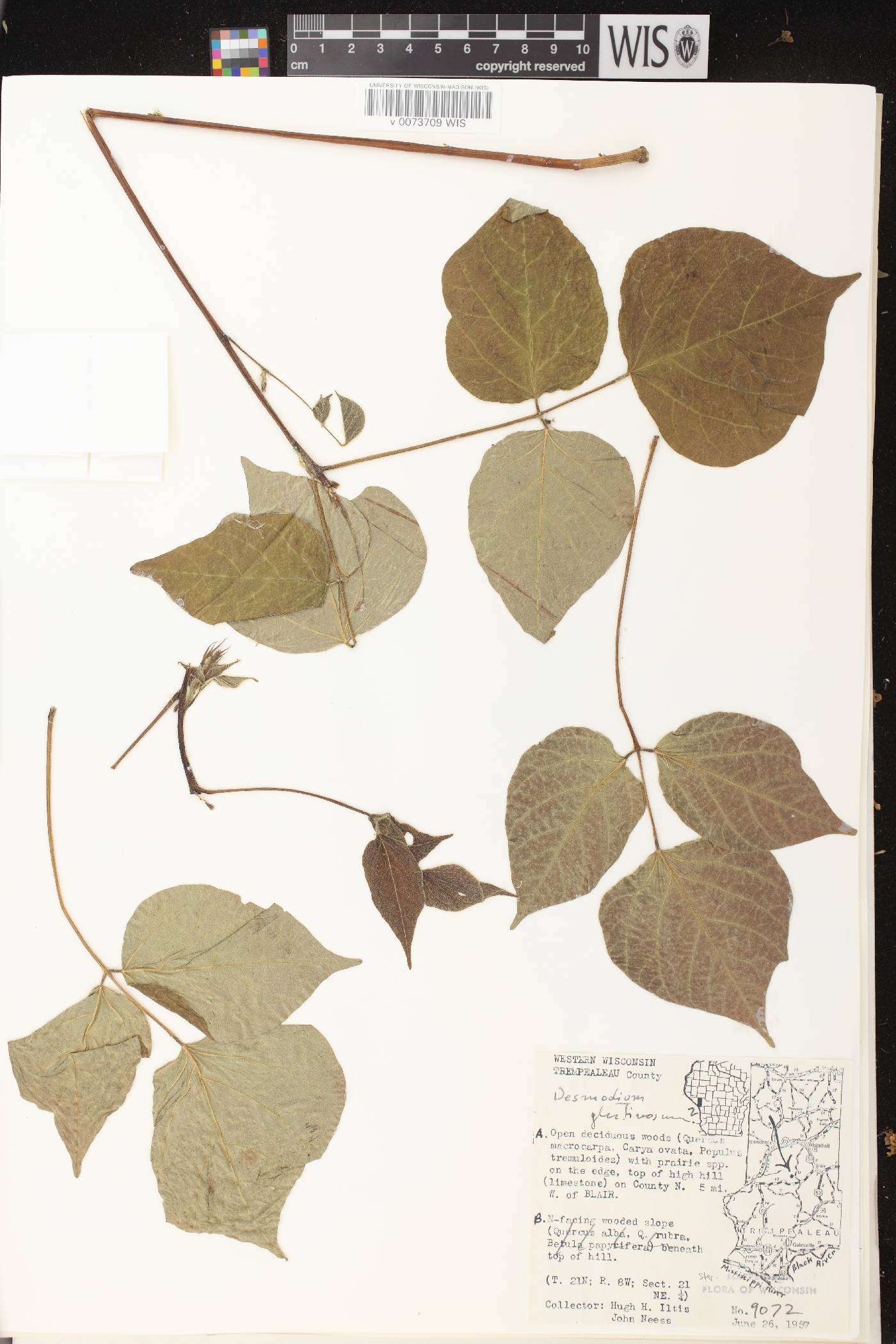 Hylodesmum glutinosum image