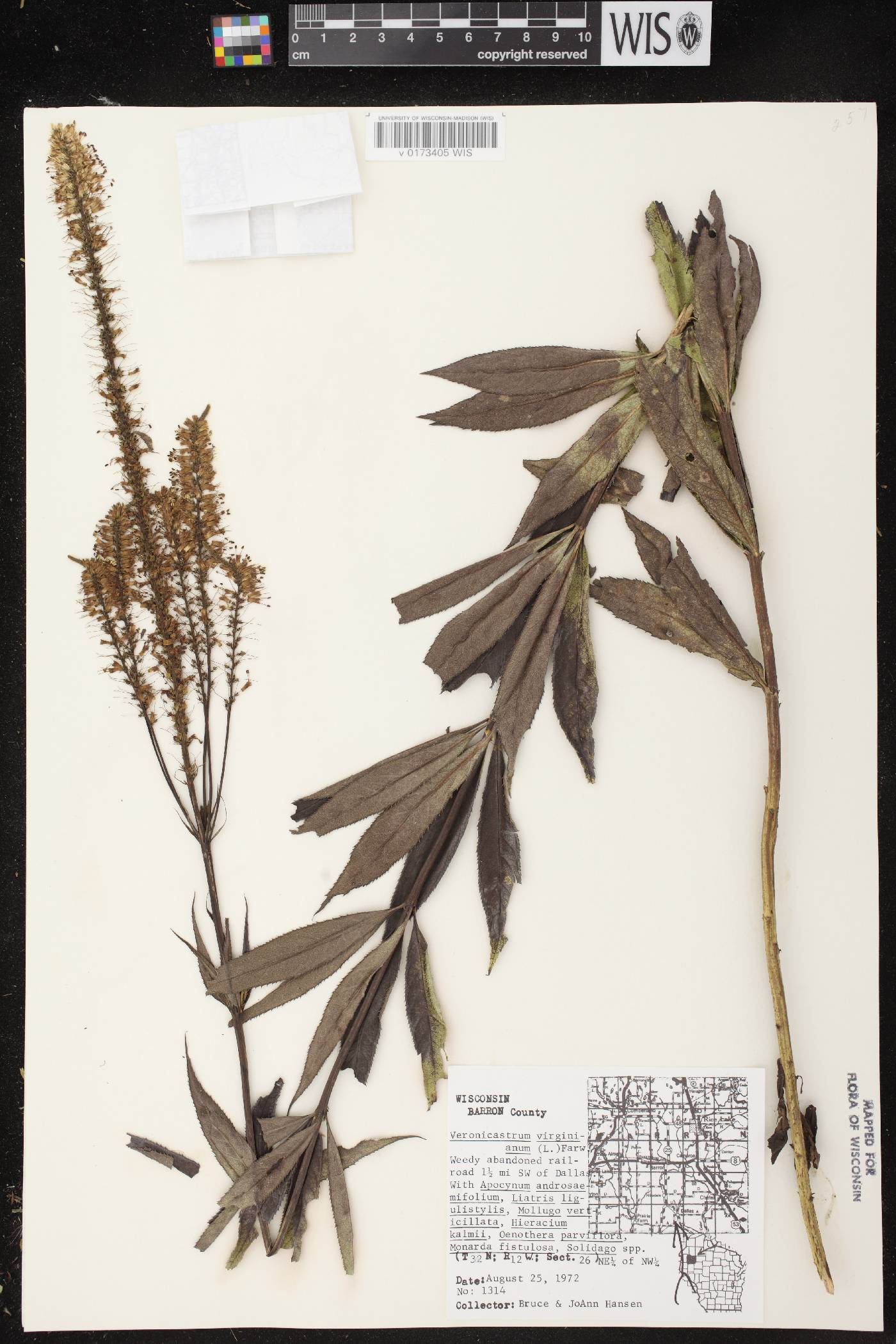 Veronicastrum virginicum image