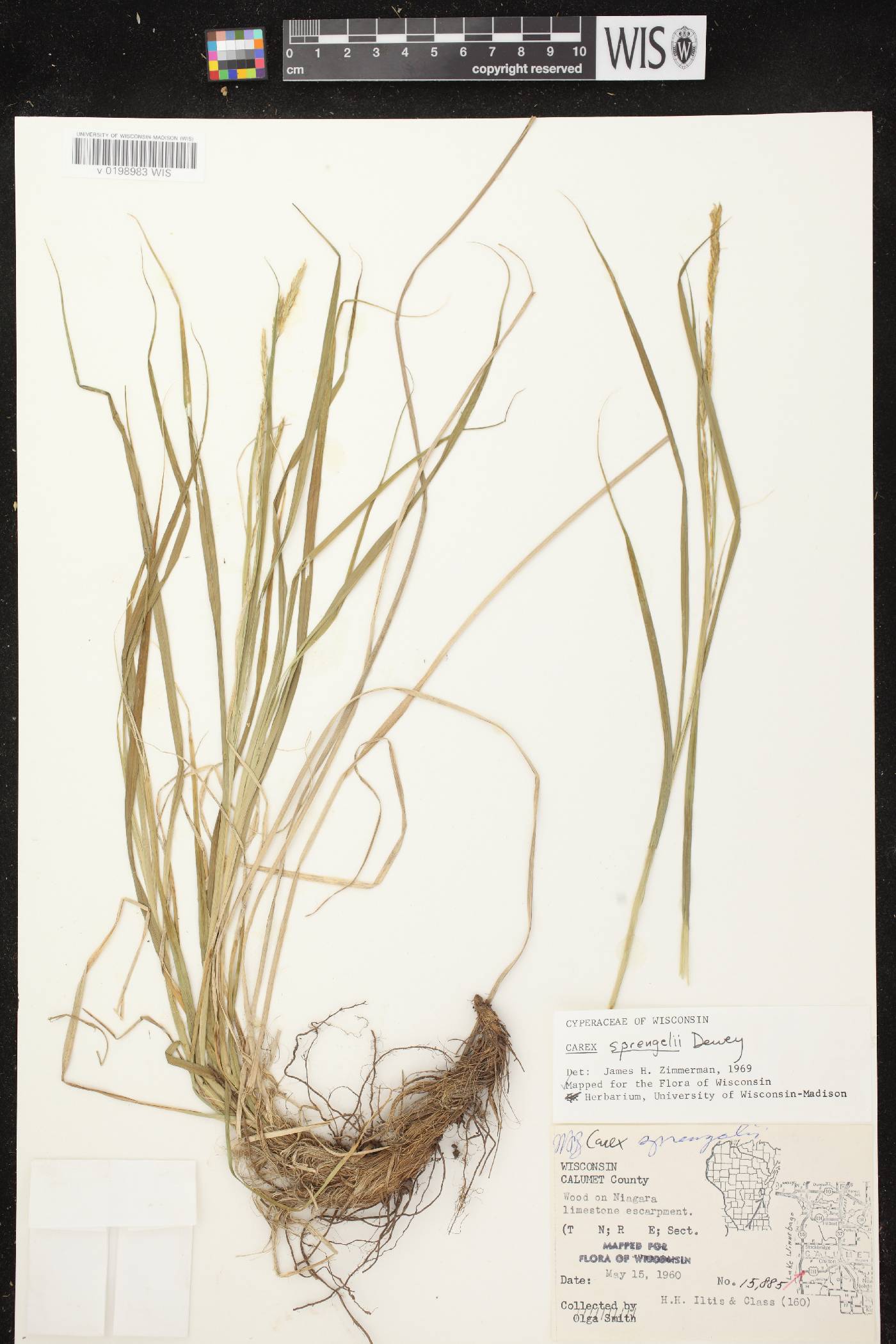 Carex sprengelii image