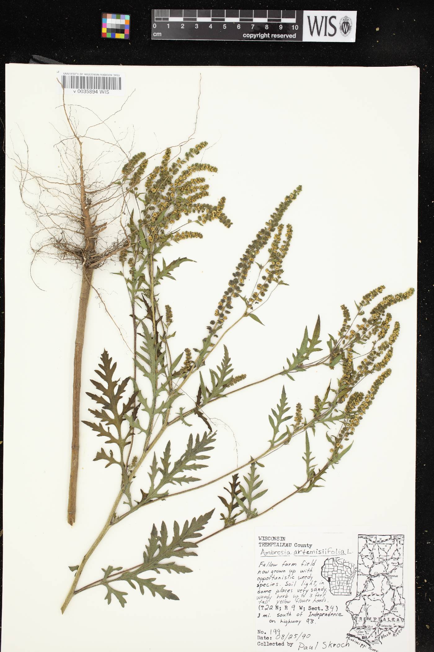 Ambrosia artemisiifolia image