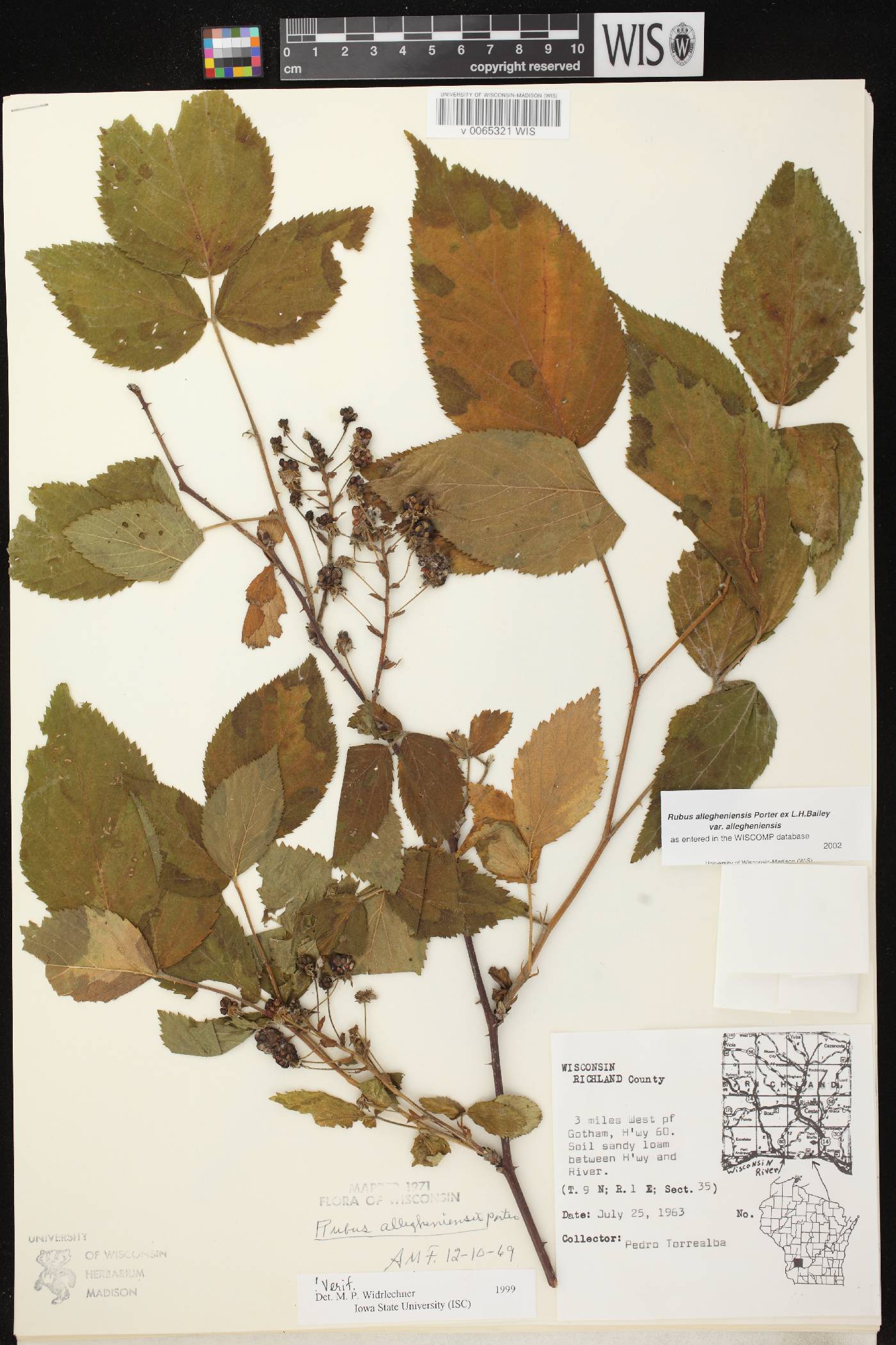 Rubus allegheniensis image