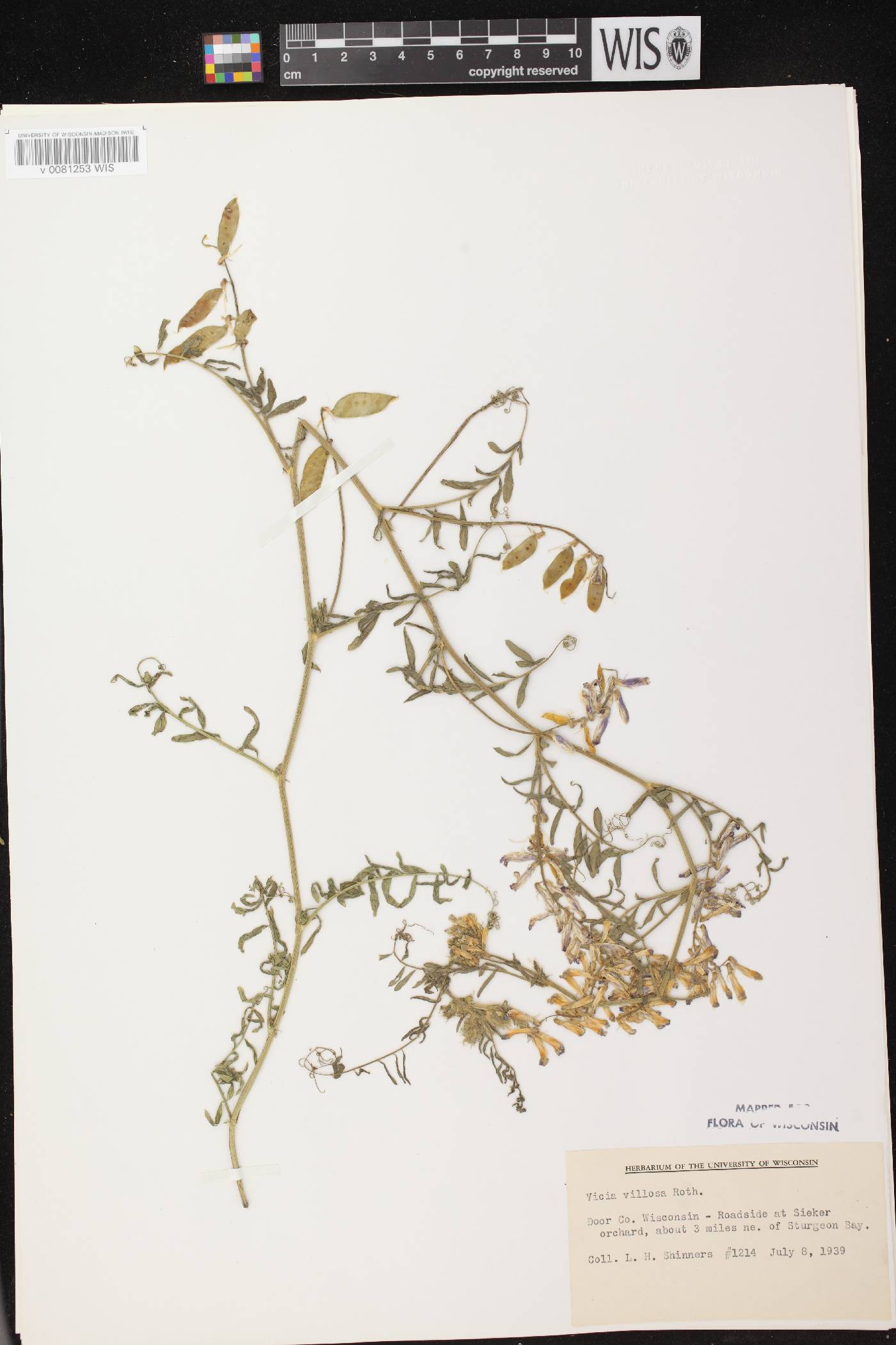 Vicia villosa image