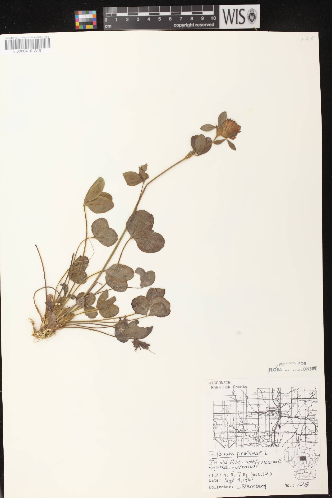 Trifolium pratense image
