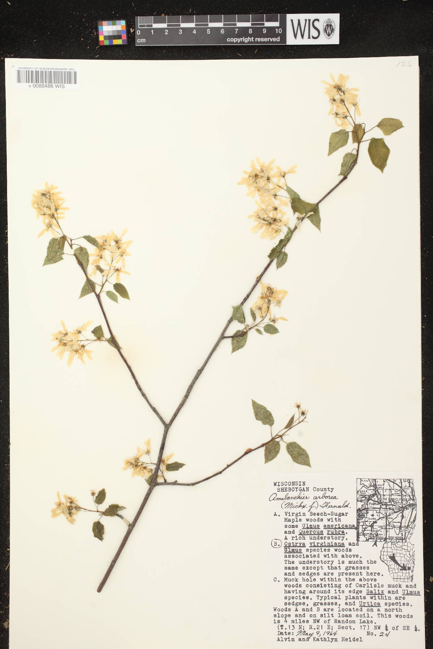 Amelanchier arborea image