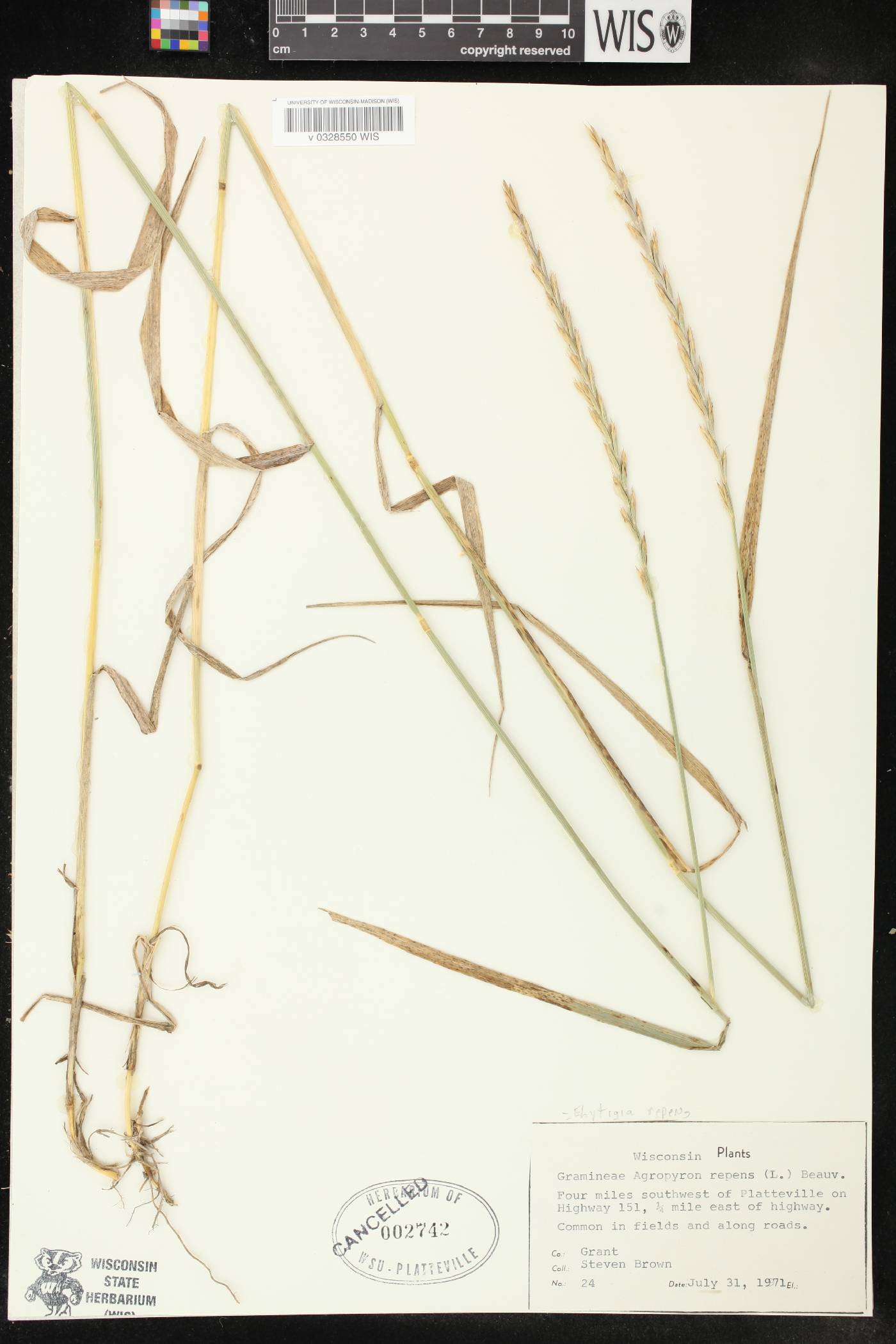 Elymus repens image