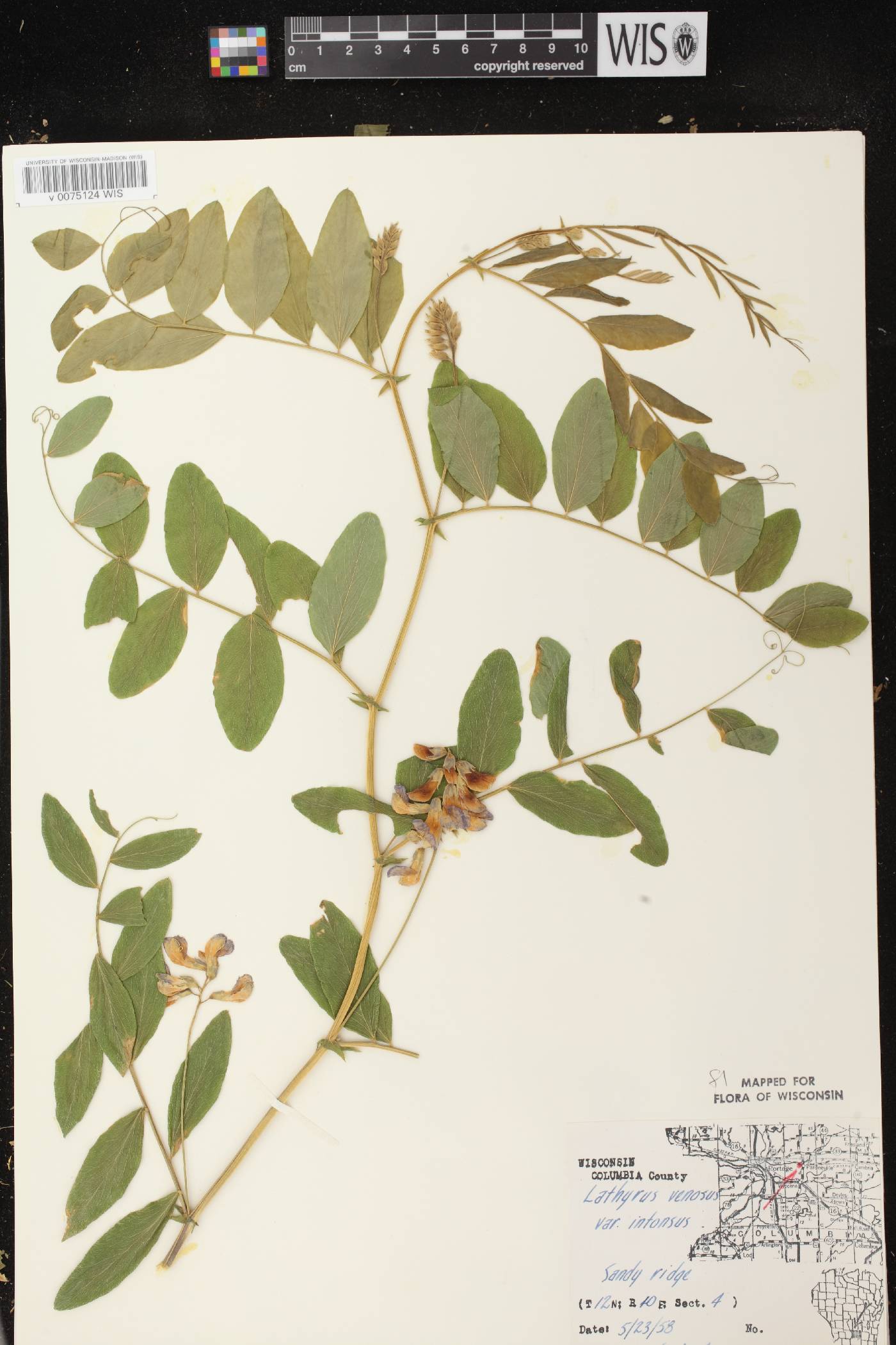 Lathyrus venosus image