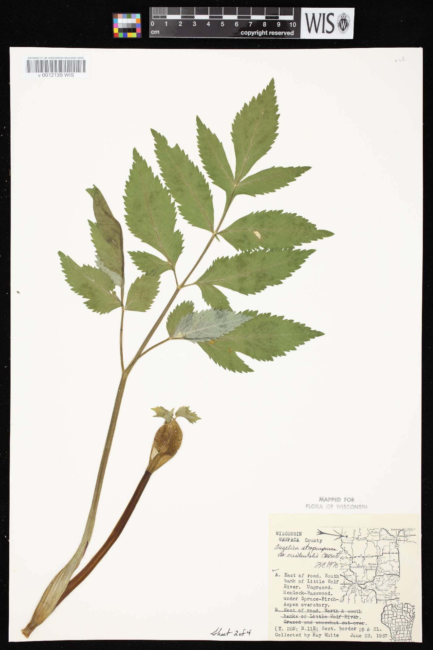 Angelica atropurpurea var. occidentalis image