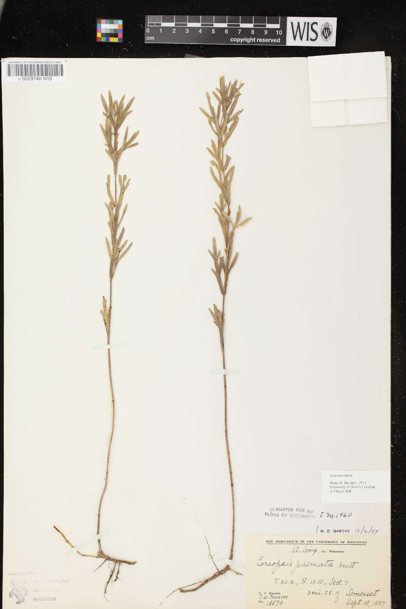 Coreopsis palmata image