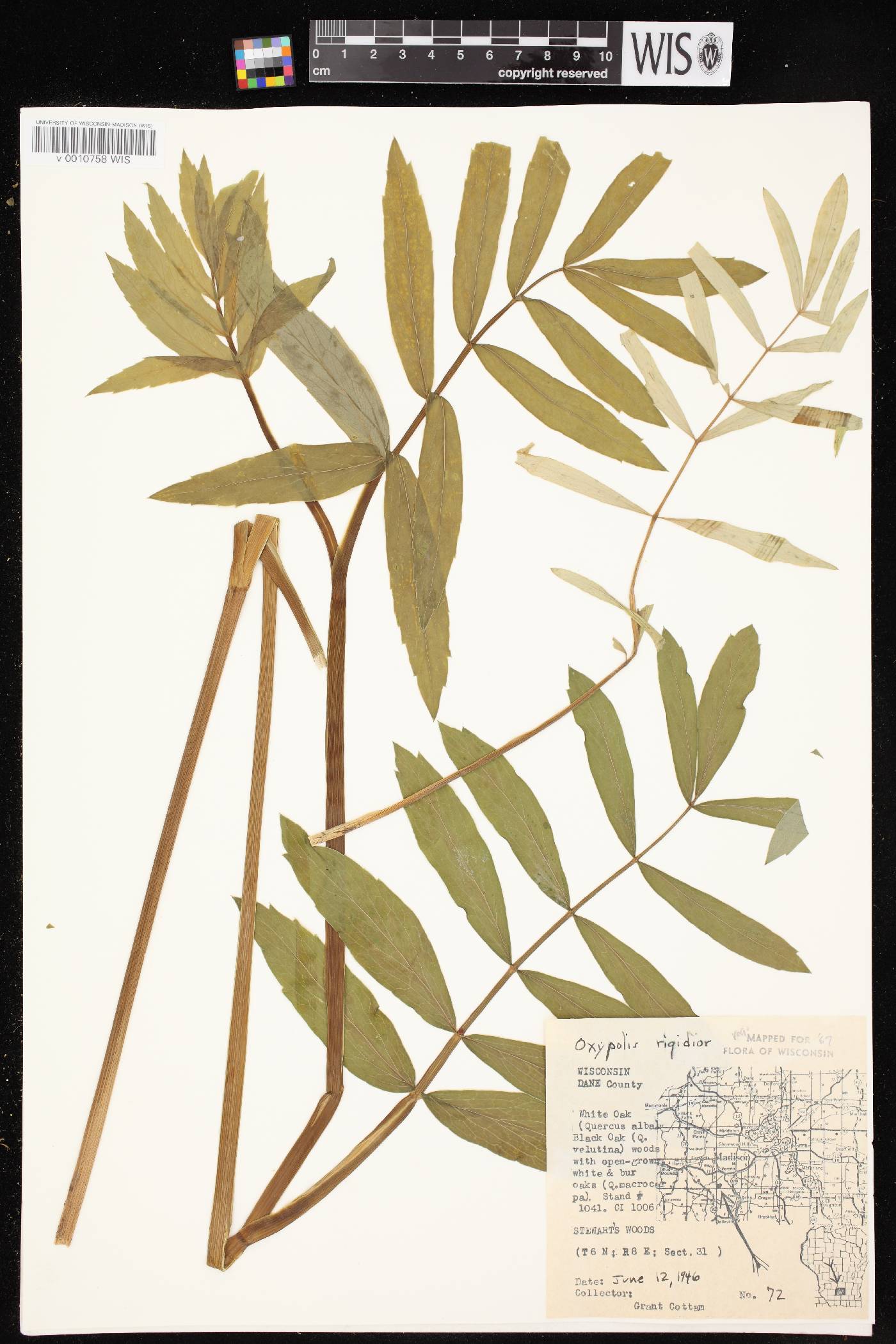Oxypolis rigidior image