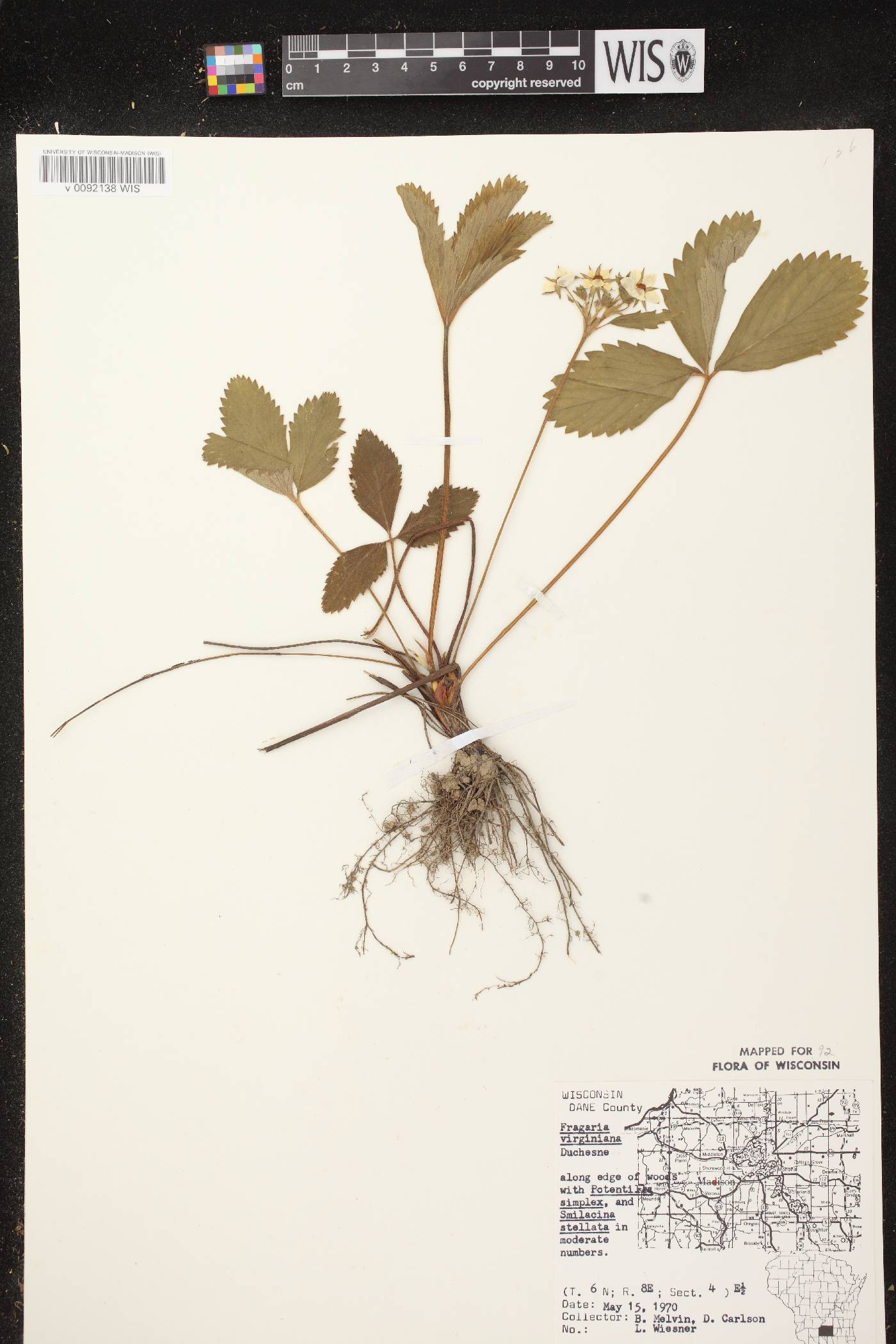 Fragaria virginiana image