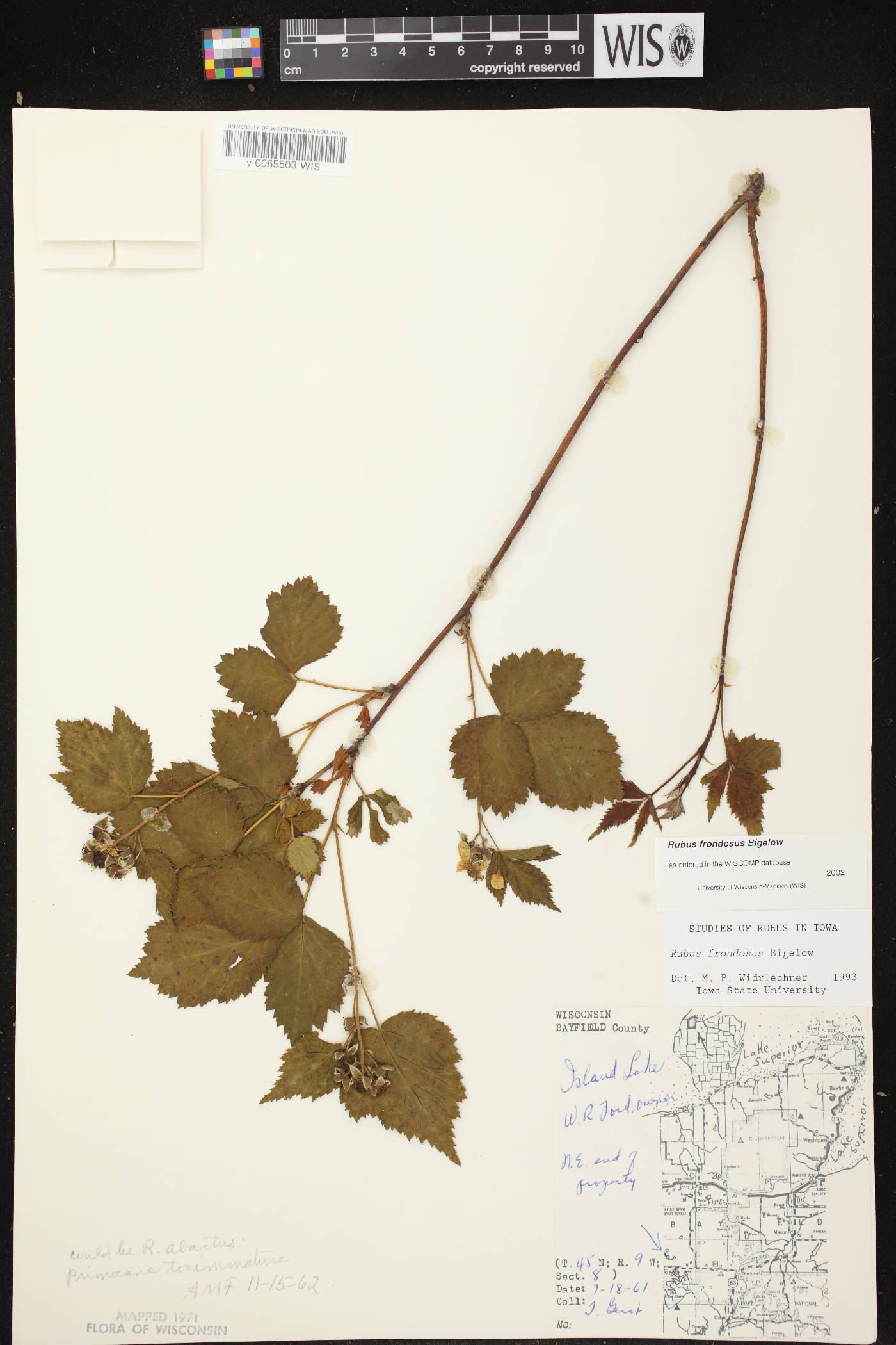 Rubus pensilvanicus image