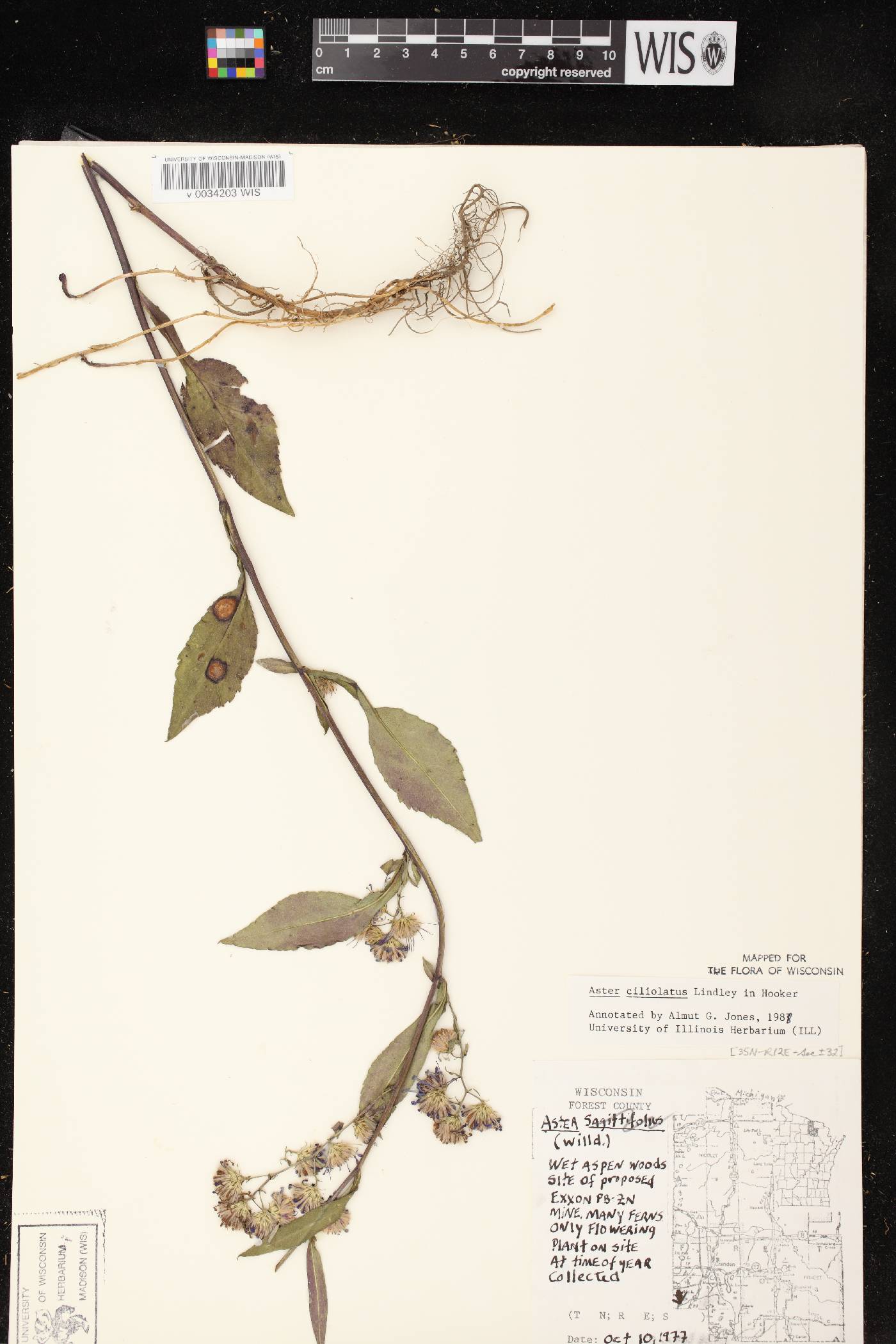 Symphyotrichum ciliolatum image