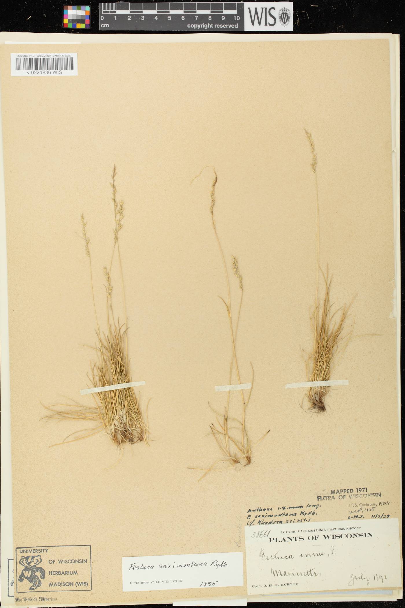 Festuca saximontana subsp. saximontana image