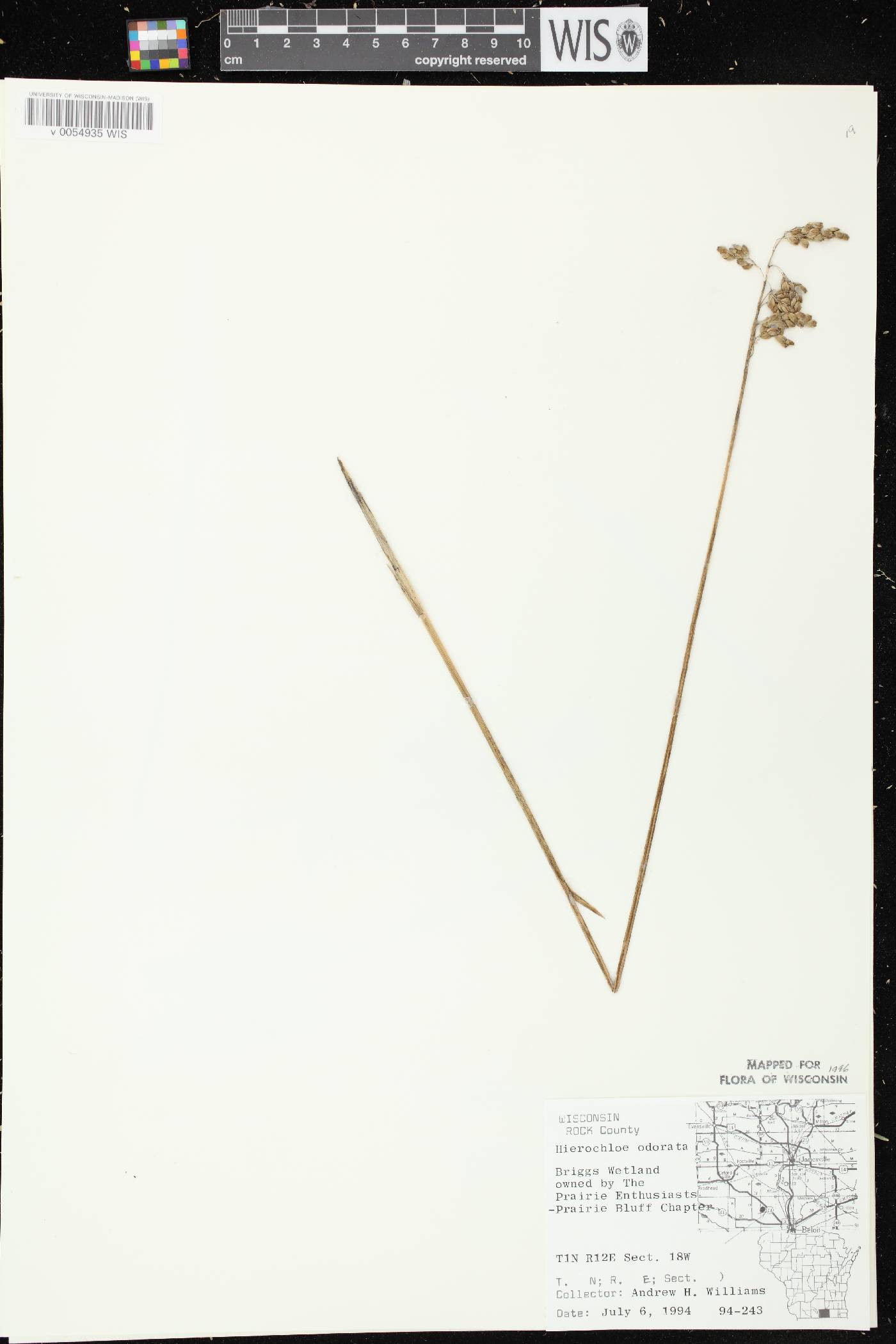 Anthoxanthum hirtum subsp. arcticum image
