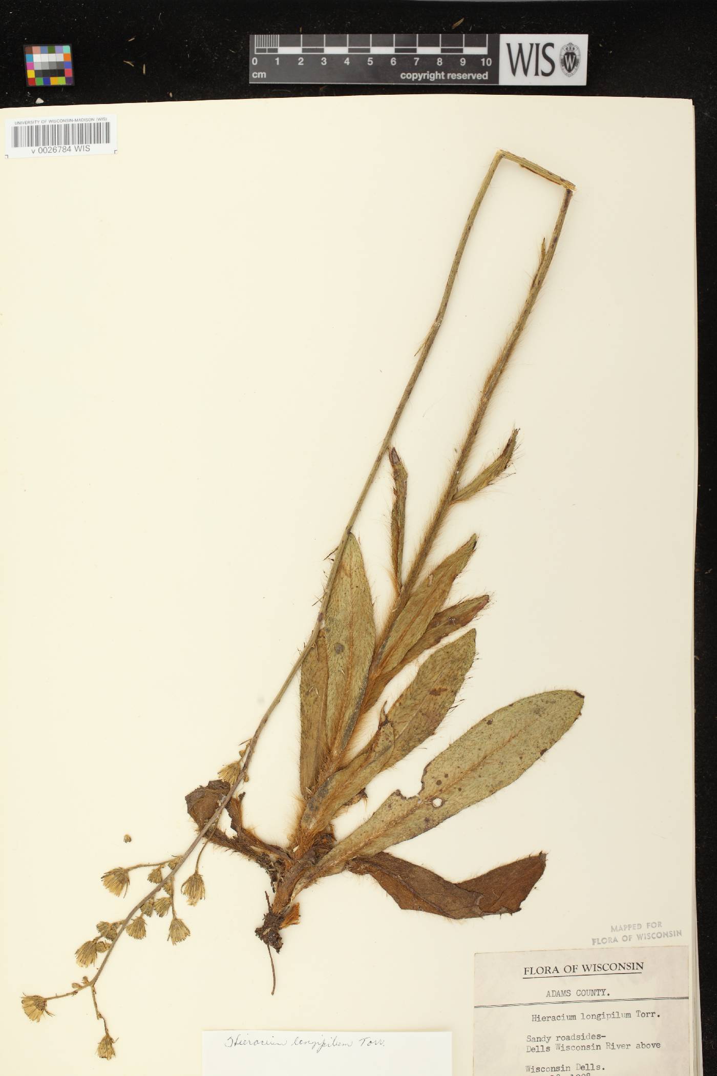 Hieracium longipilum image