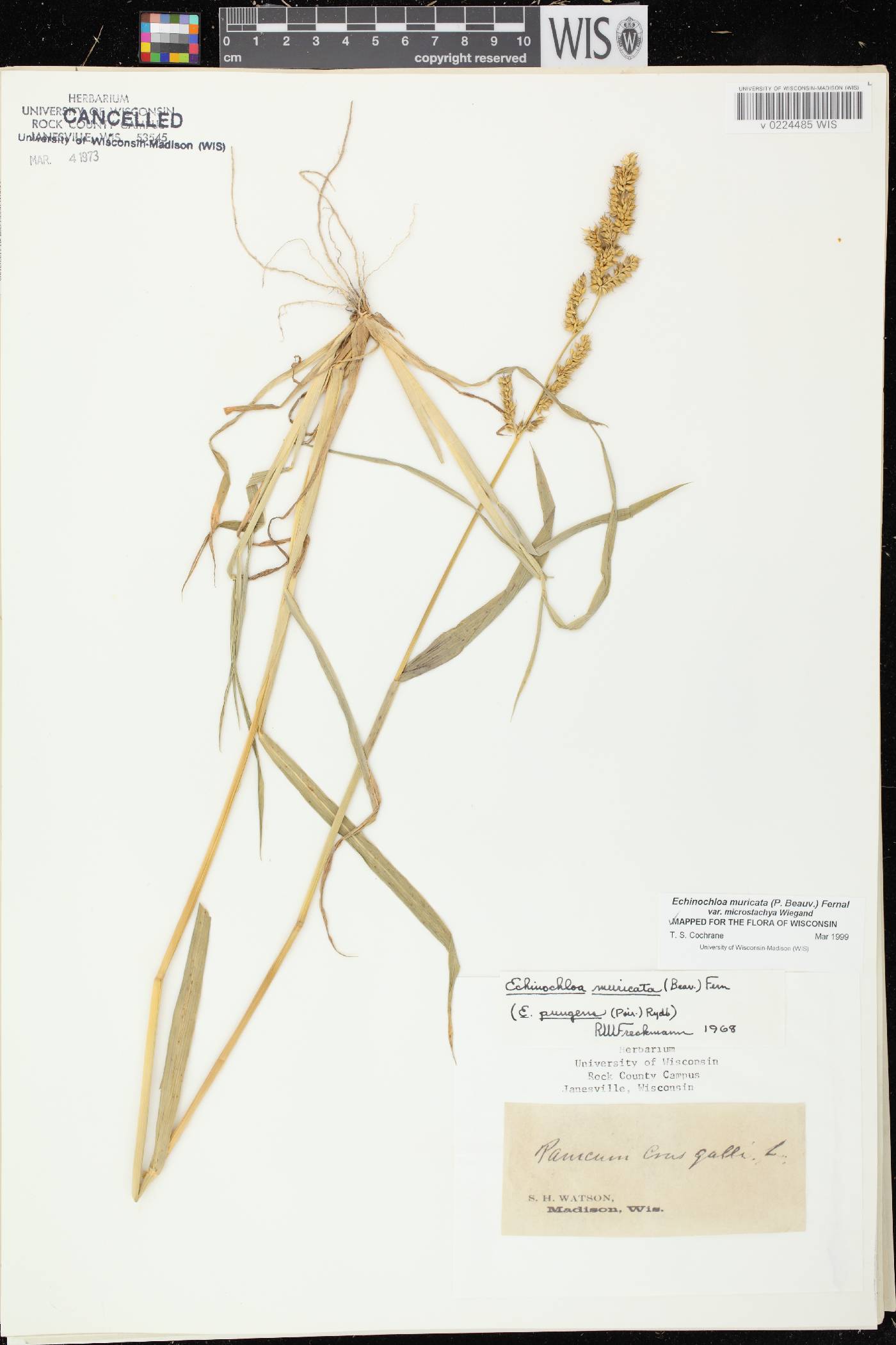 Echinochloa muricata var. microstachya image