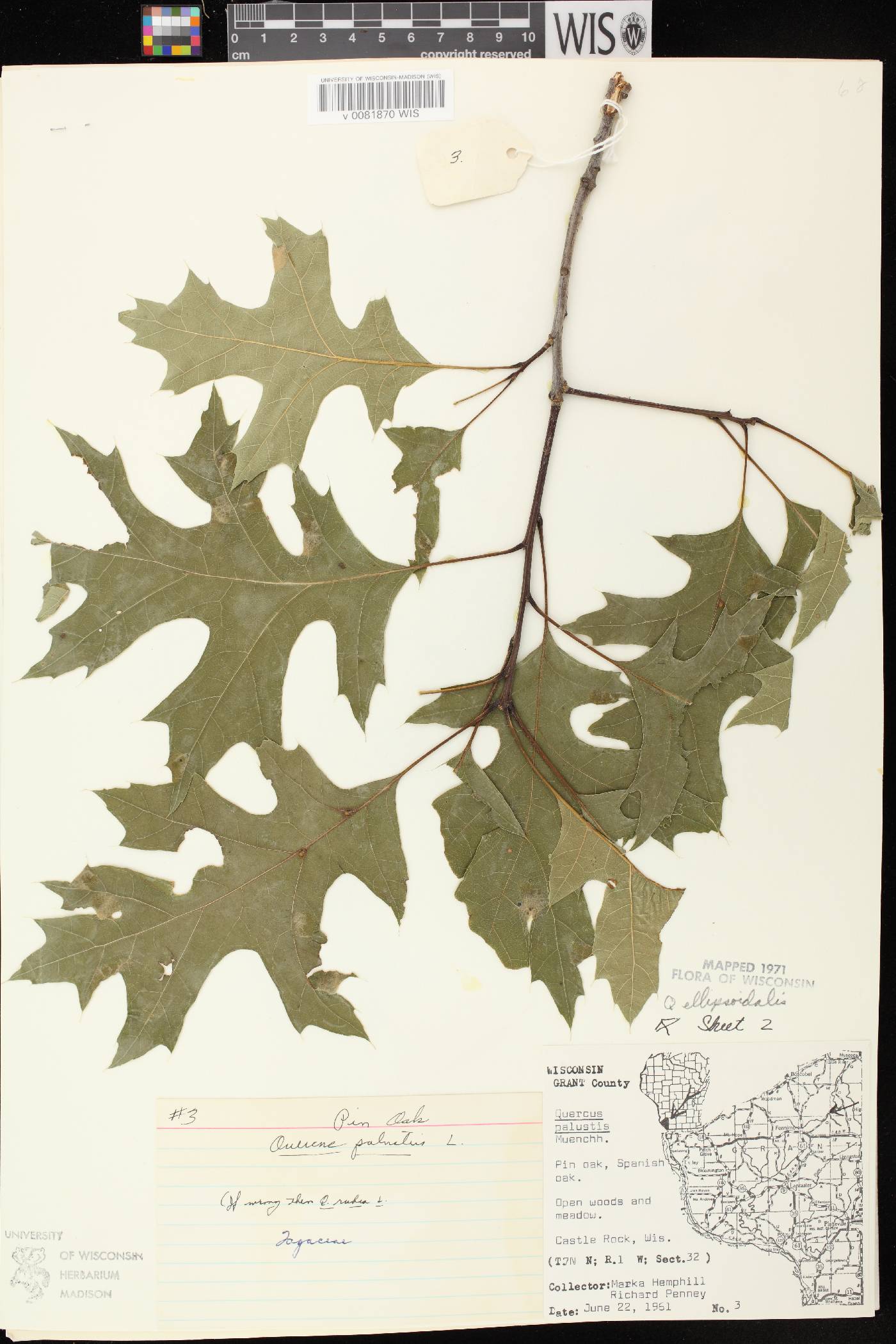 Quercus ellipsoidalis image