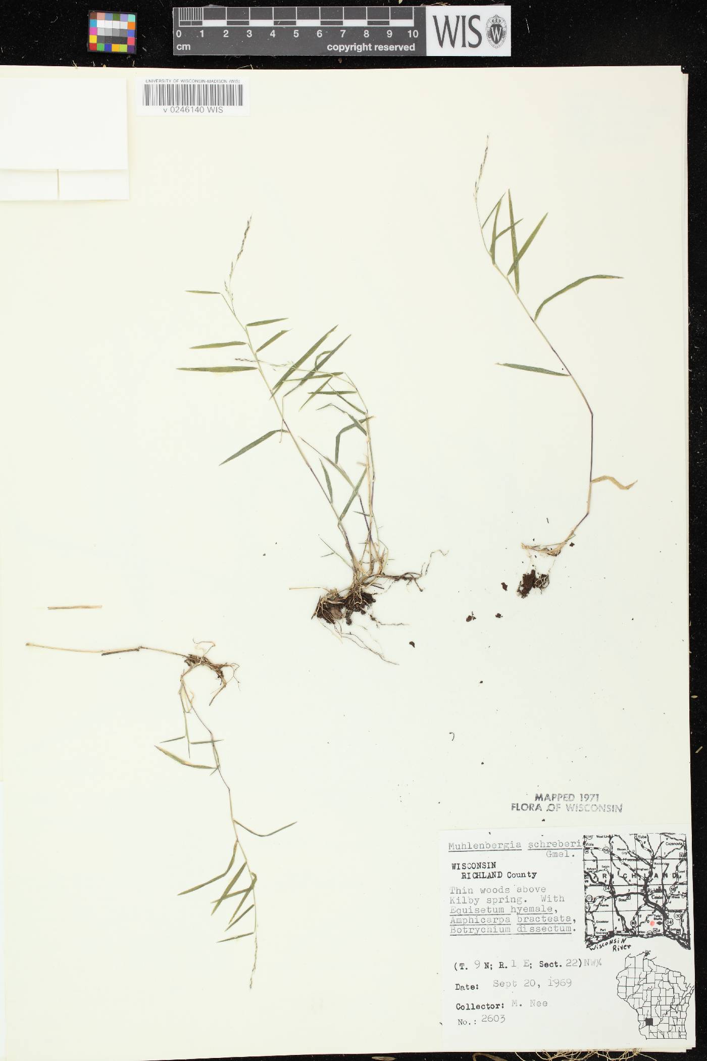 Muhlenbergia schreberi image