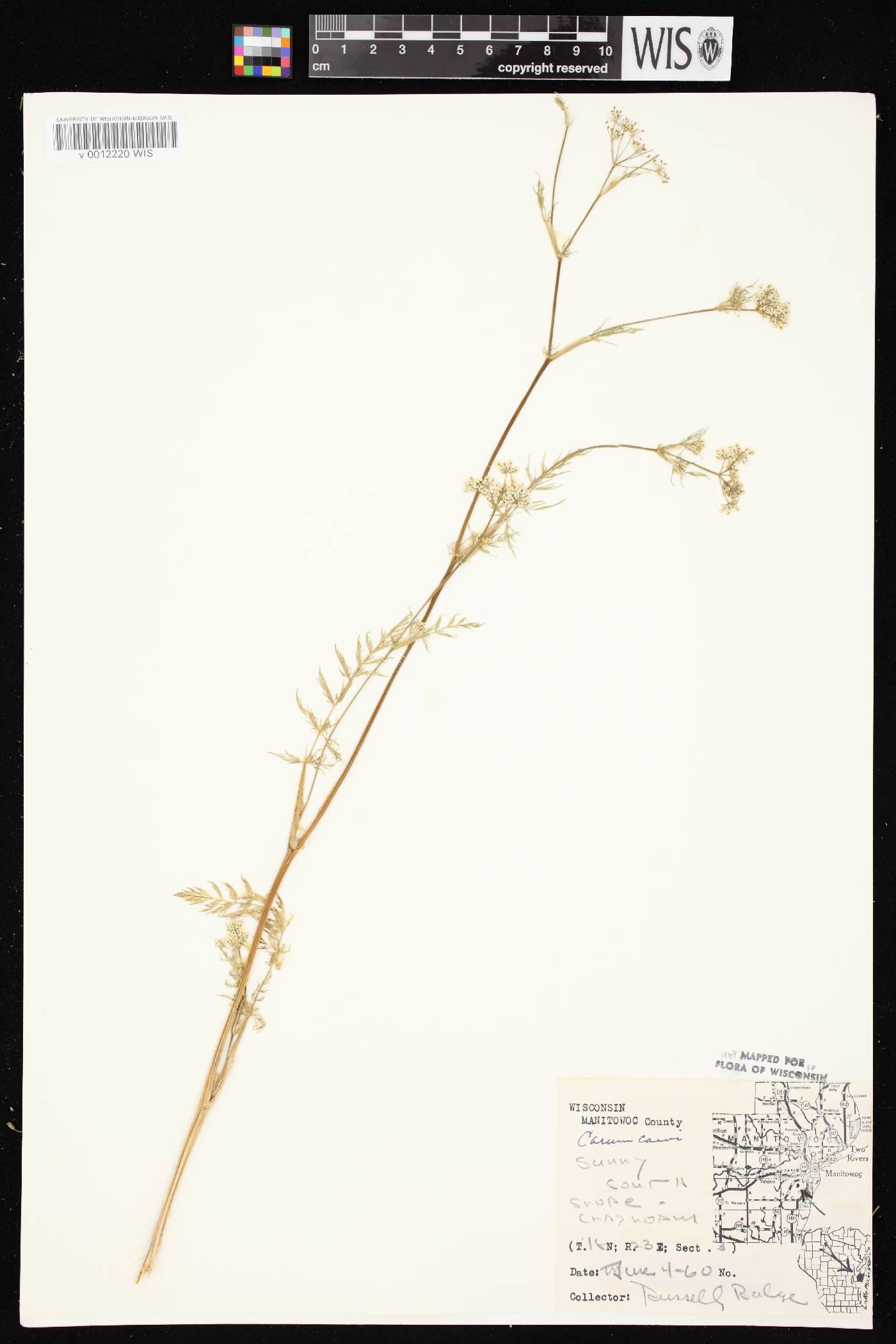 Carum carvi image