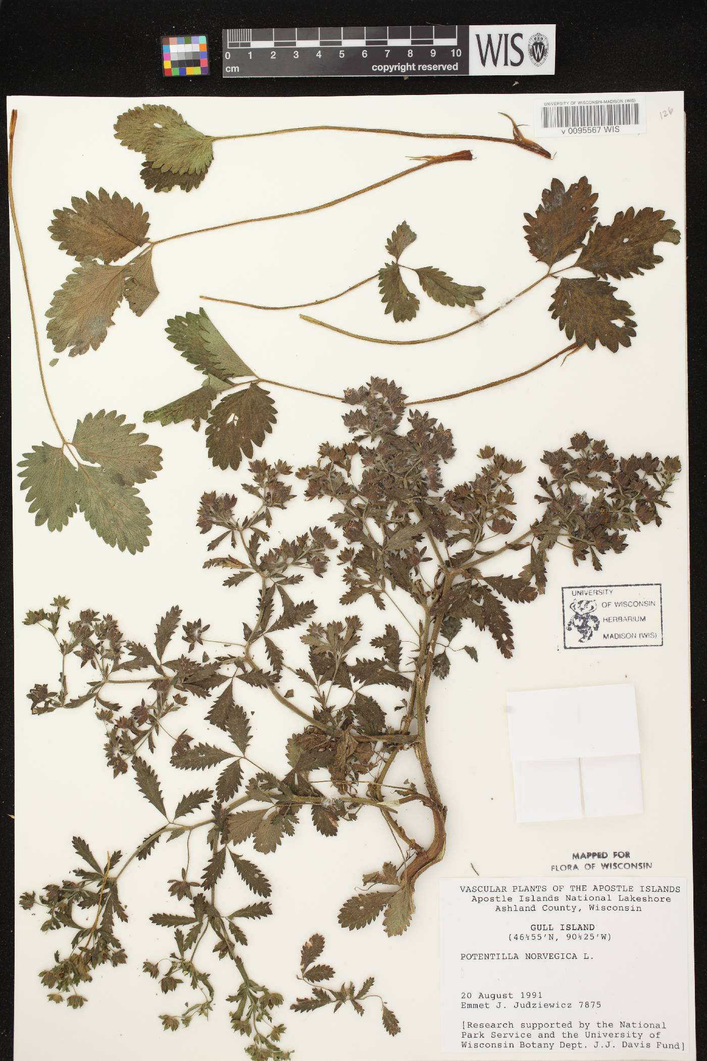 Potentilla norvegica image