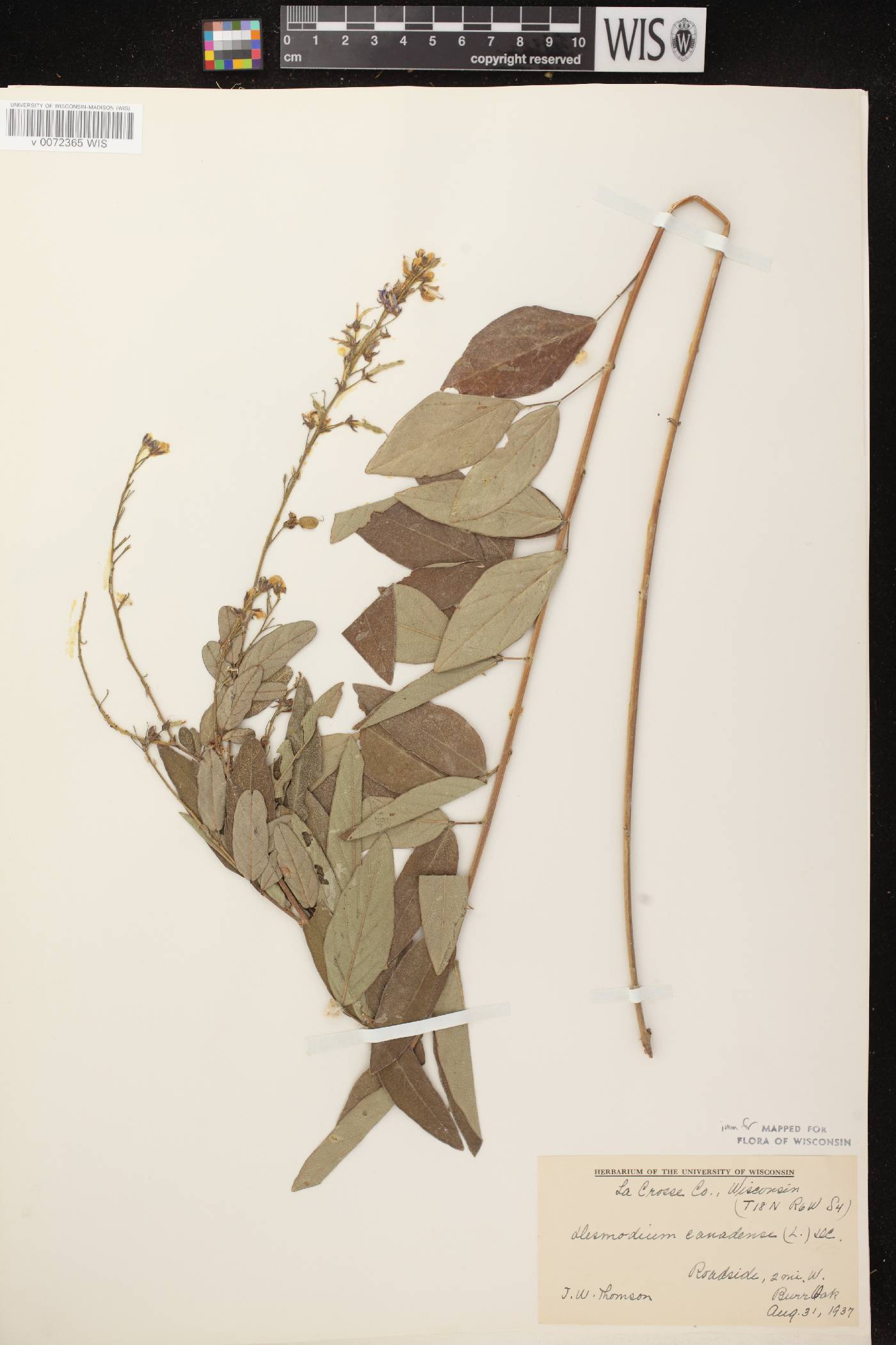 Desmodium canadense image