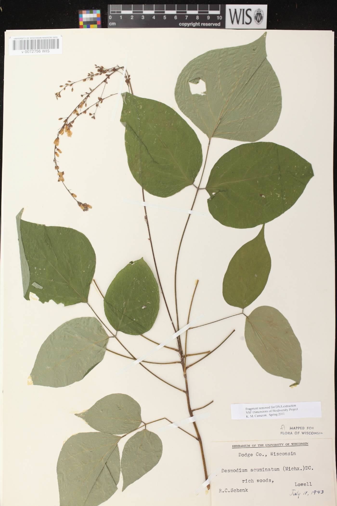 Hylodesmum glutinosum image