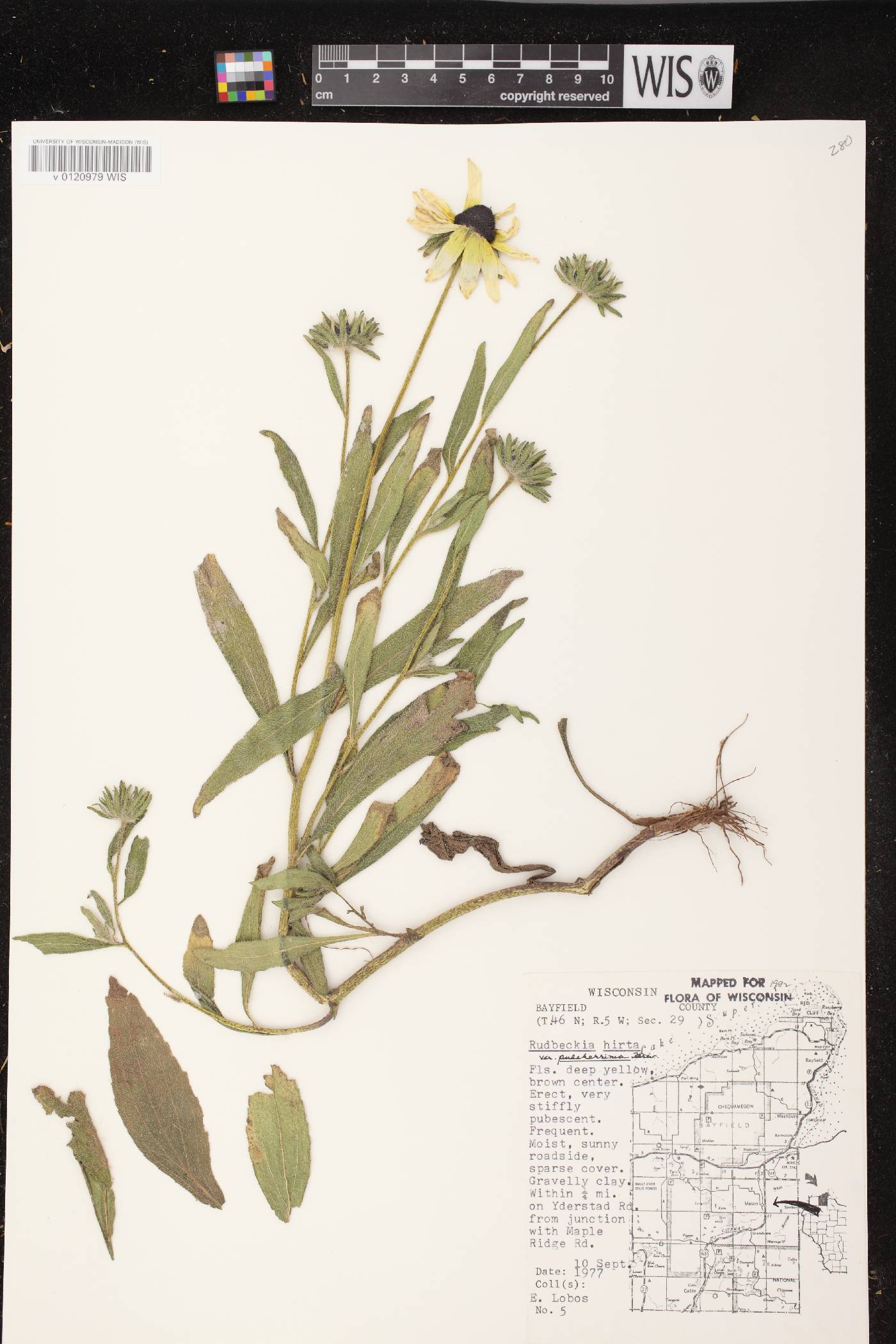 Rudbeckia hirta var. pulcherrima image